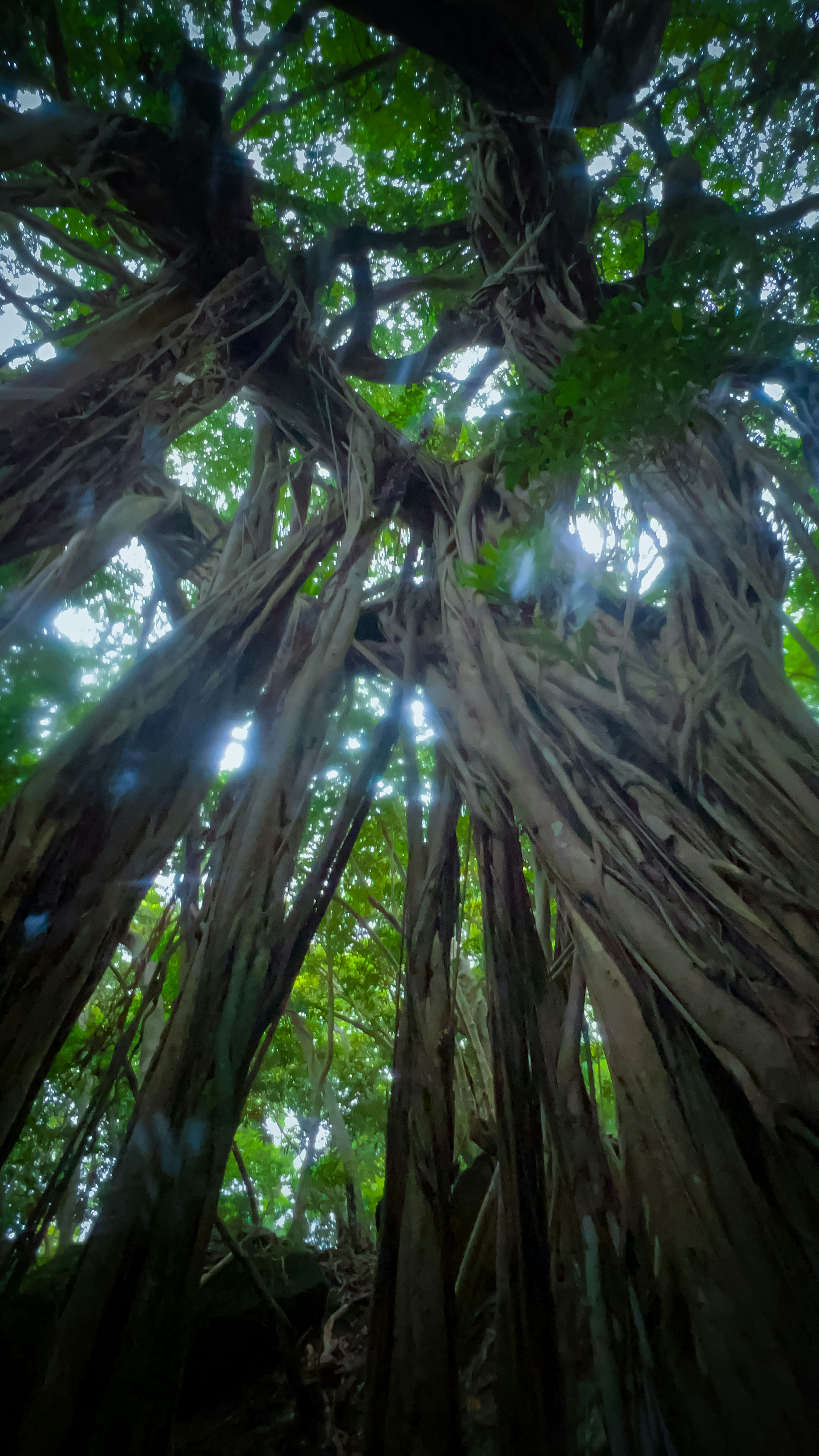 太陽光が差し込む樹木の間に広がる根の風景