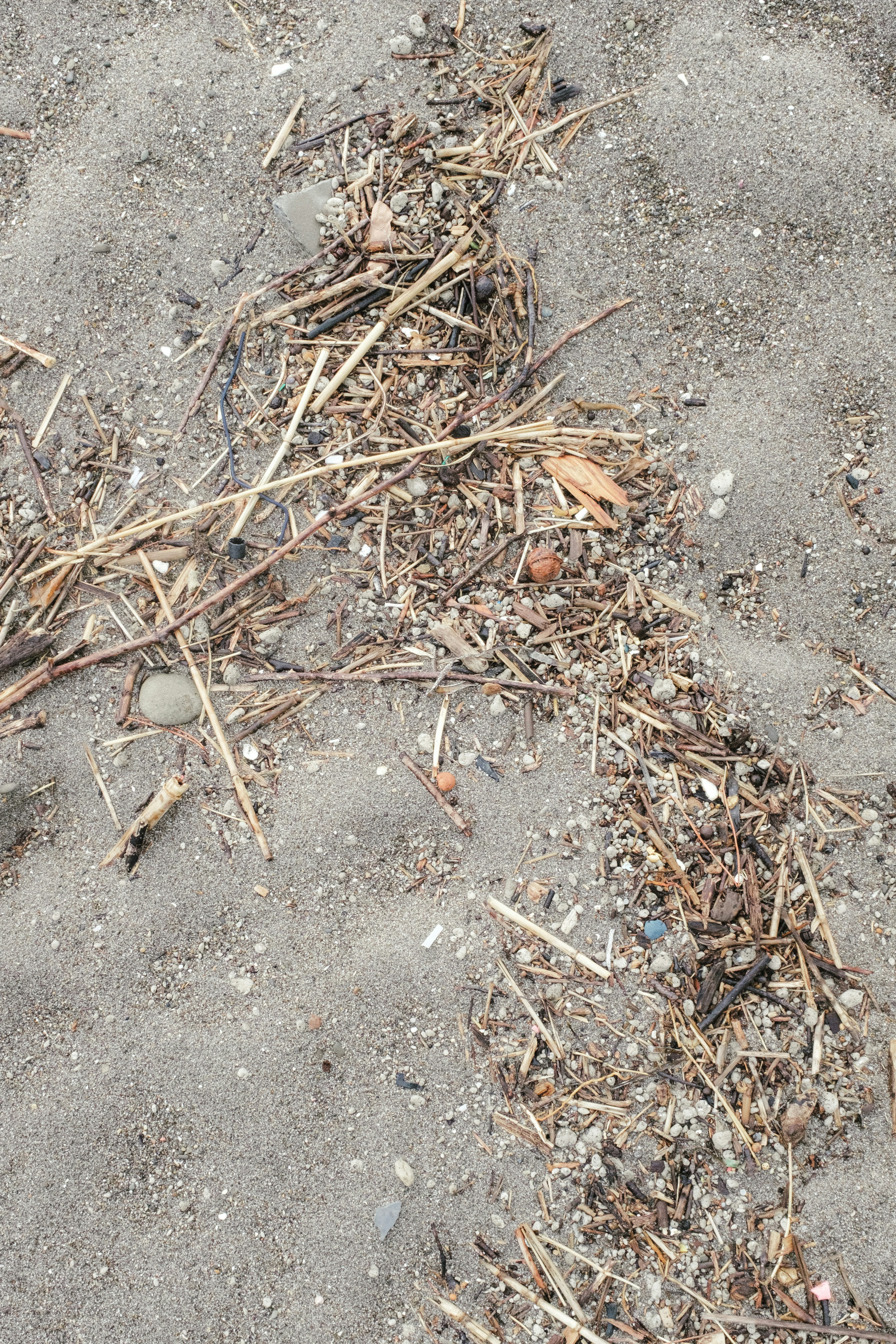 Scattered plant debris and small stones on sandy ground