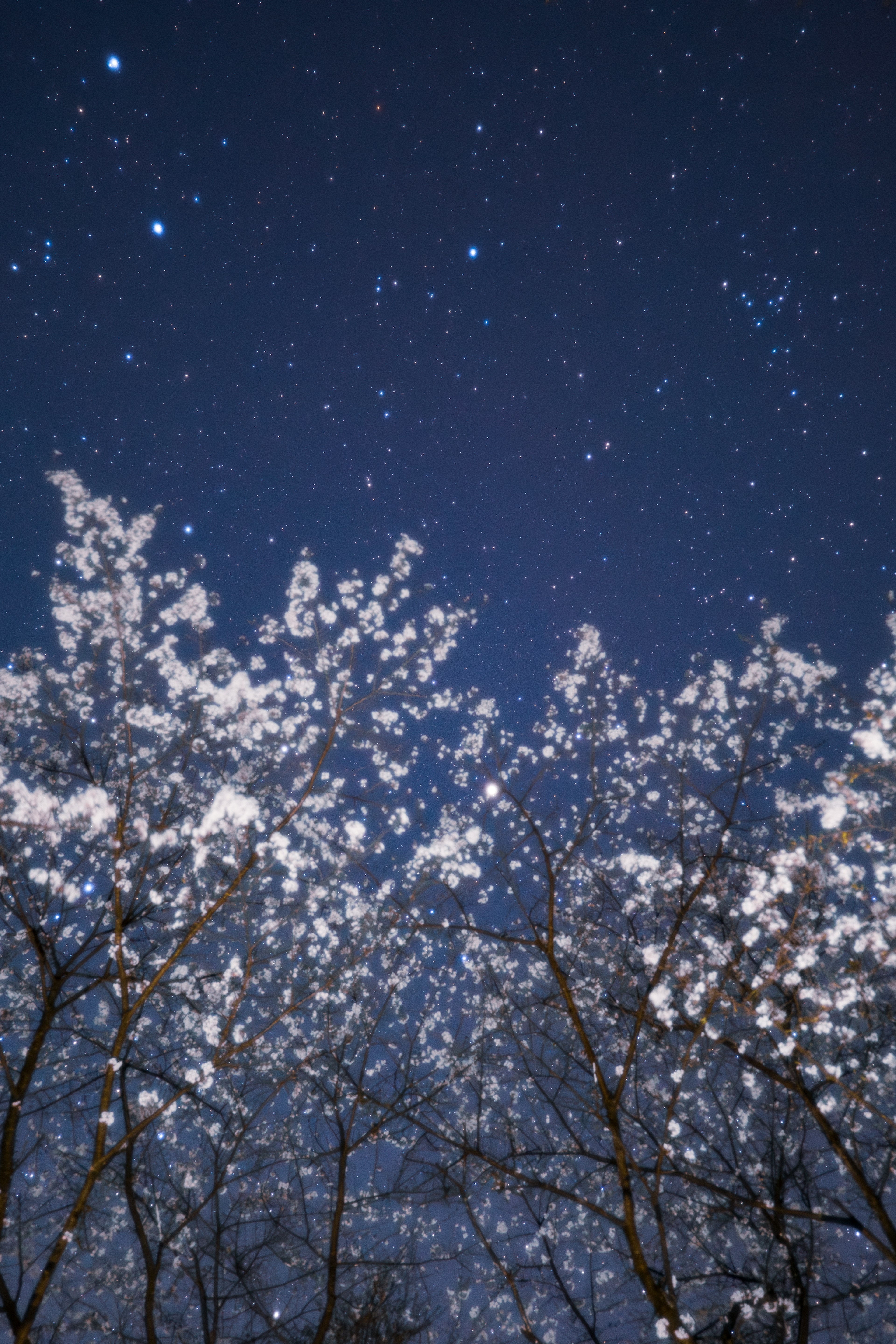 星空と桜の花が映える夜の風景