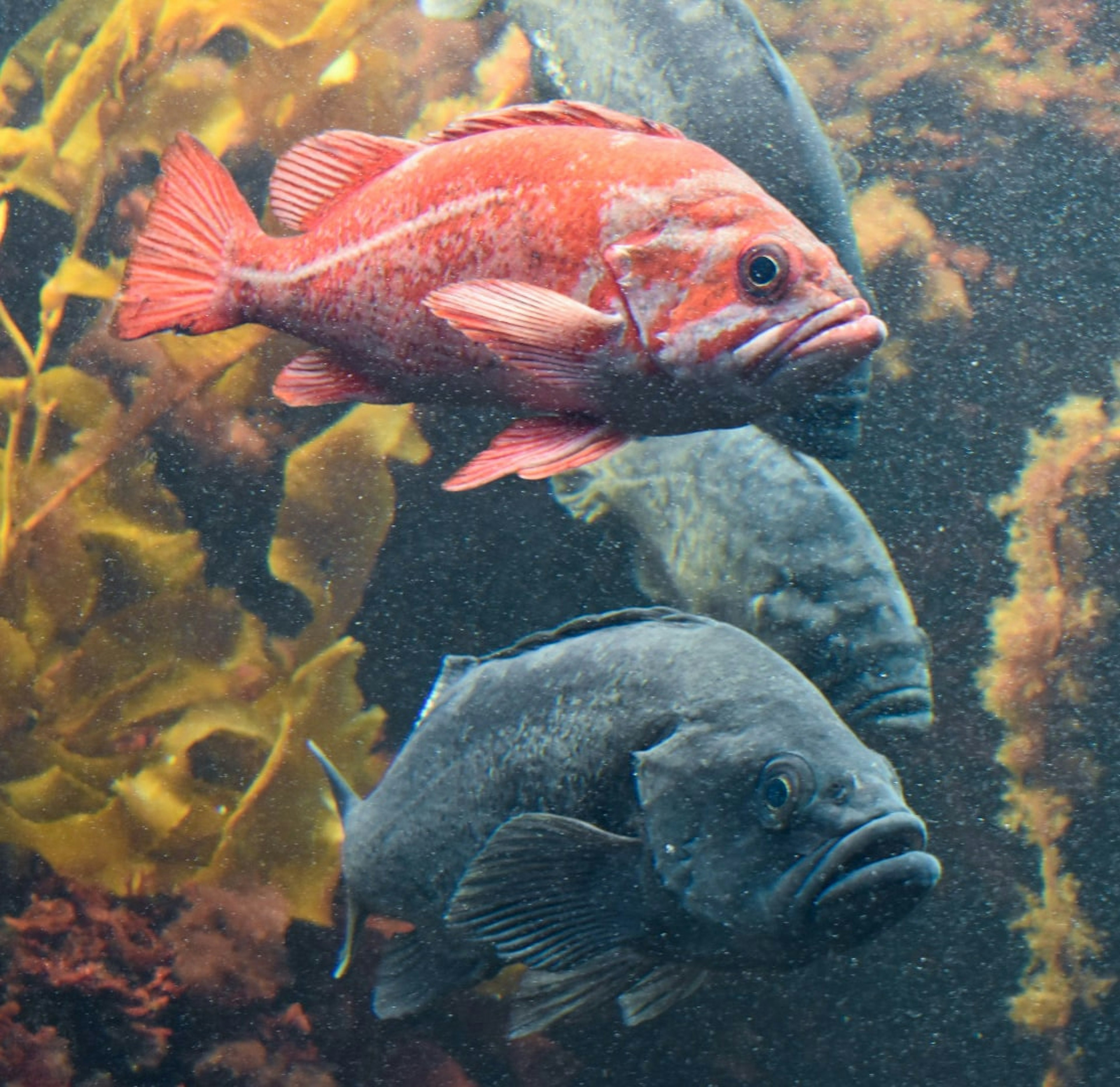 A vibrant red fish swimming alongside dark gray fish in an underwater setting