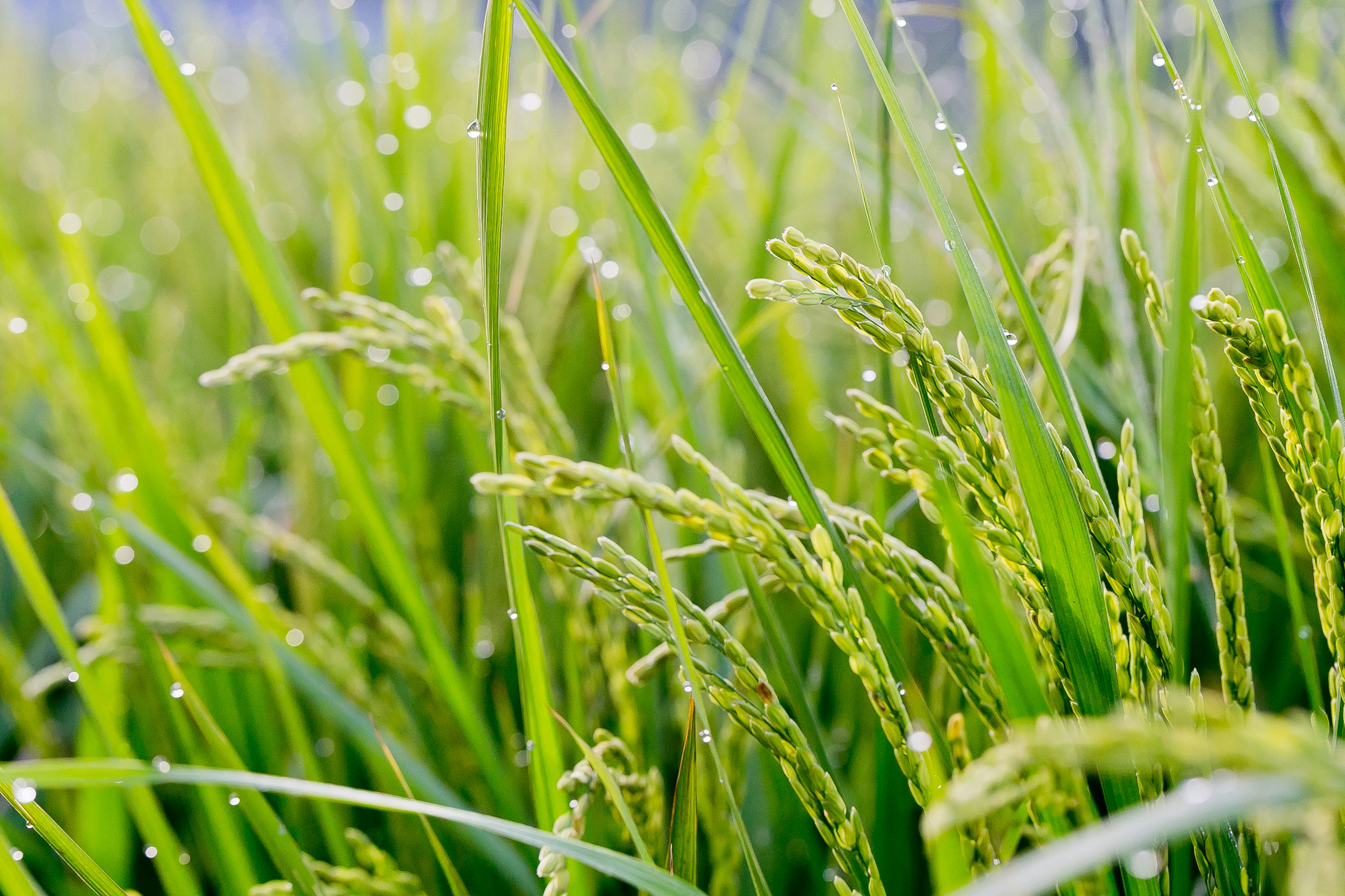 Close-up of green rice plants with dew on the grains