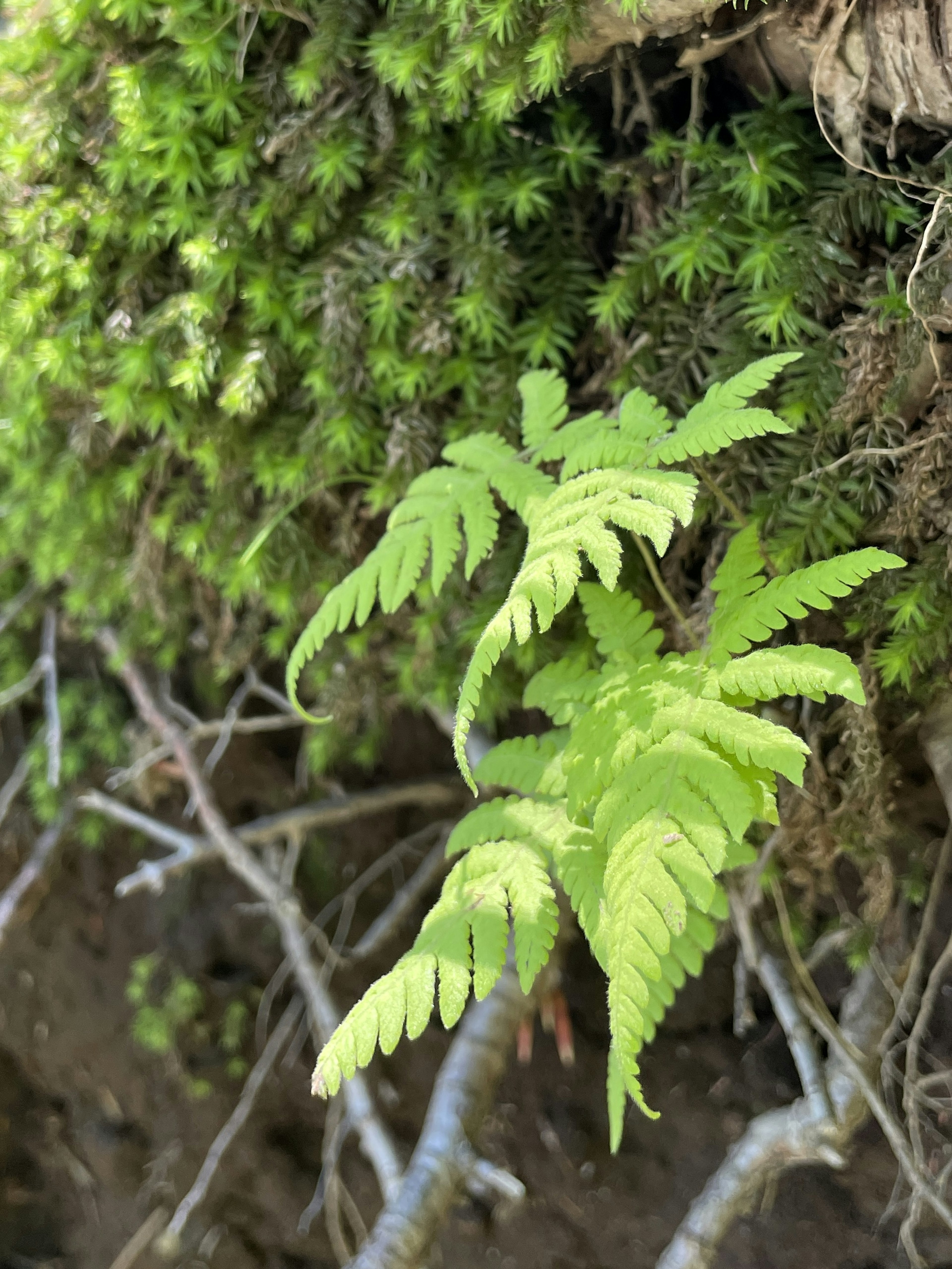 緑のシダ植物と苔のコントラストが美しい自然の景観