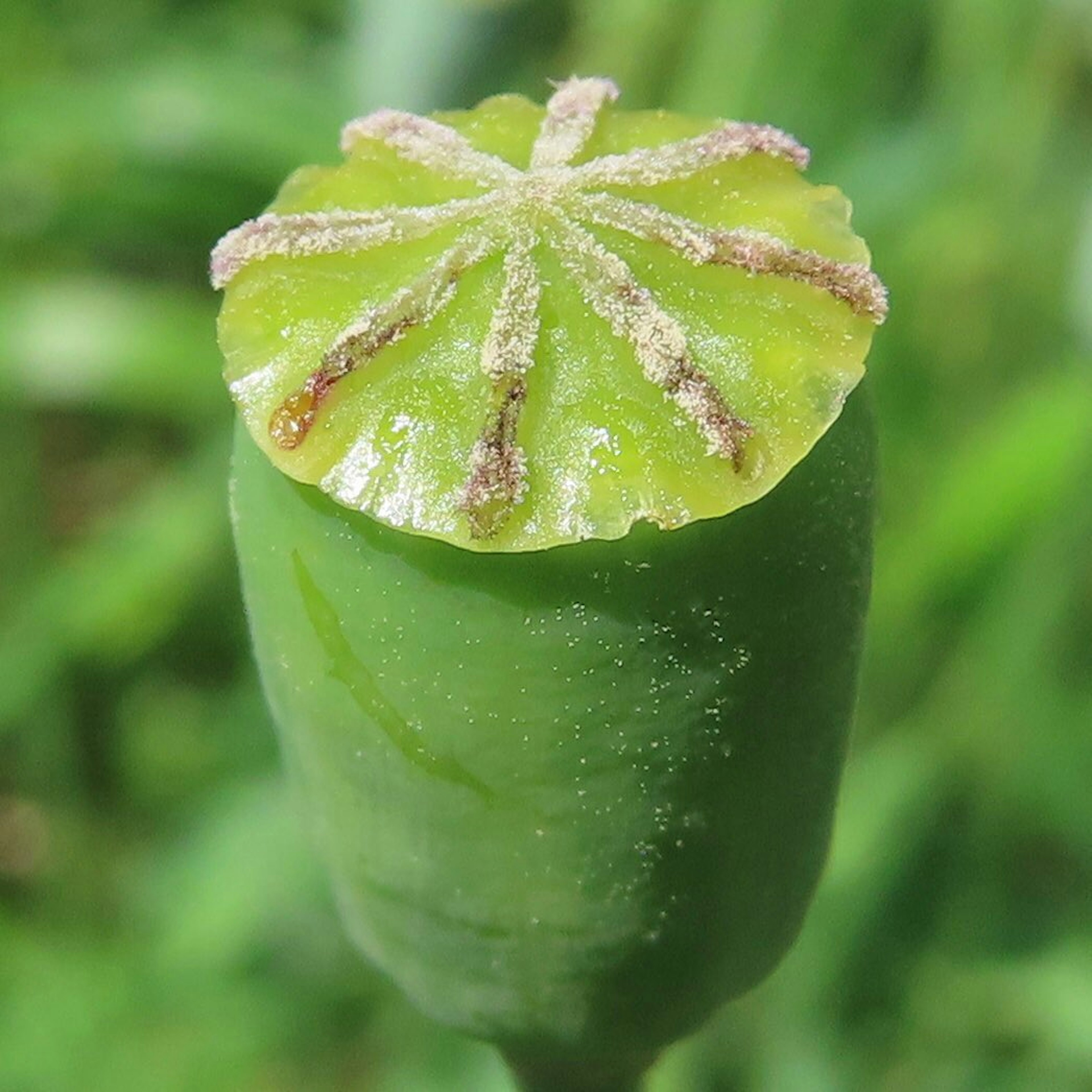 Vaina de amapola verde con una tapa floral