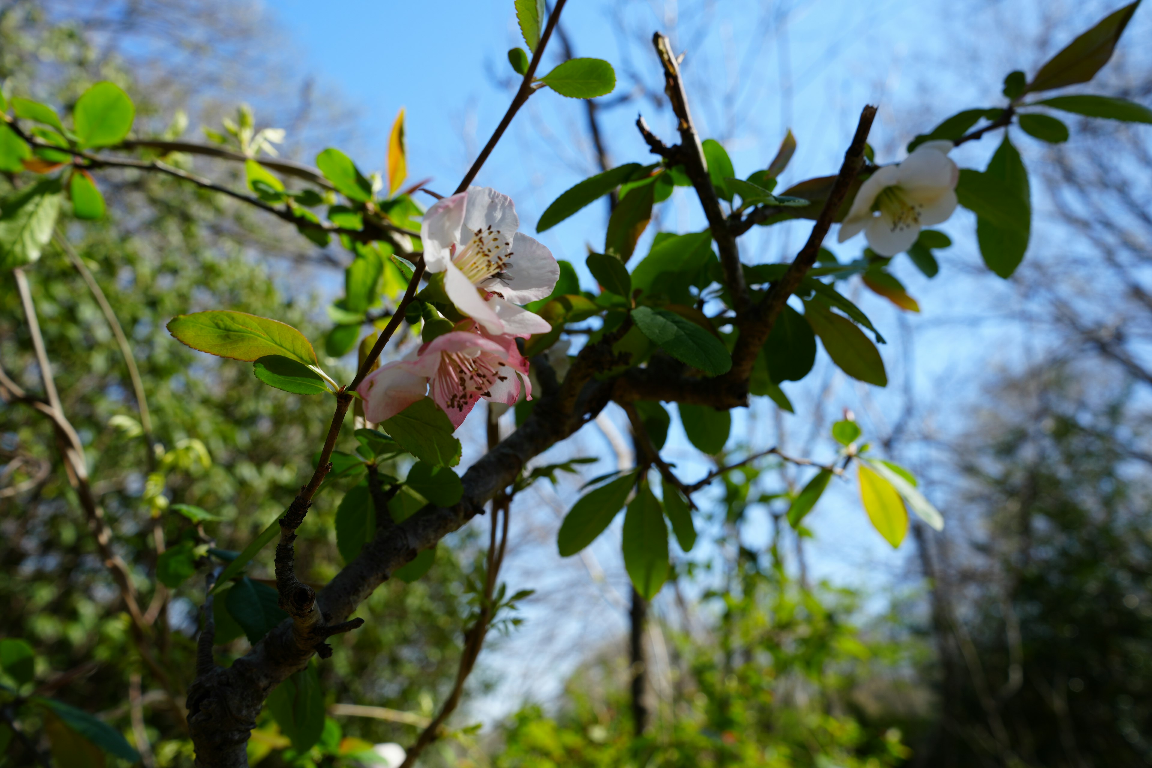 青空の下に咲く淡い色の花と緑の葉の枝