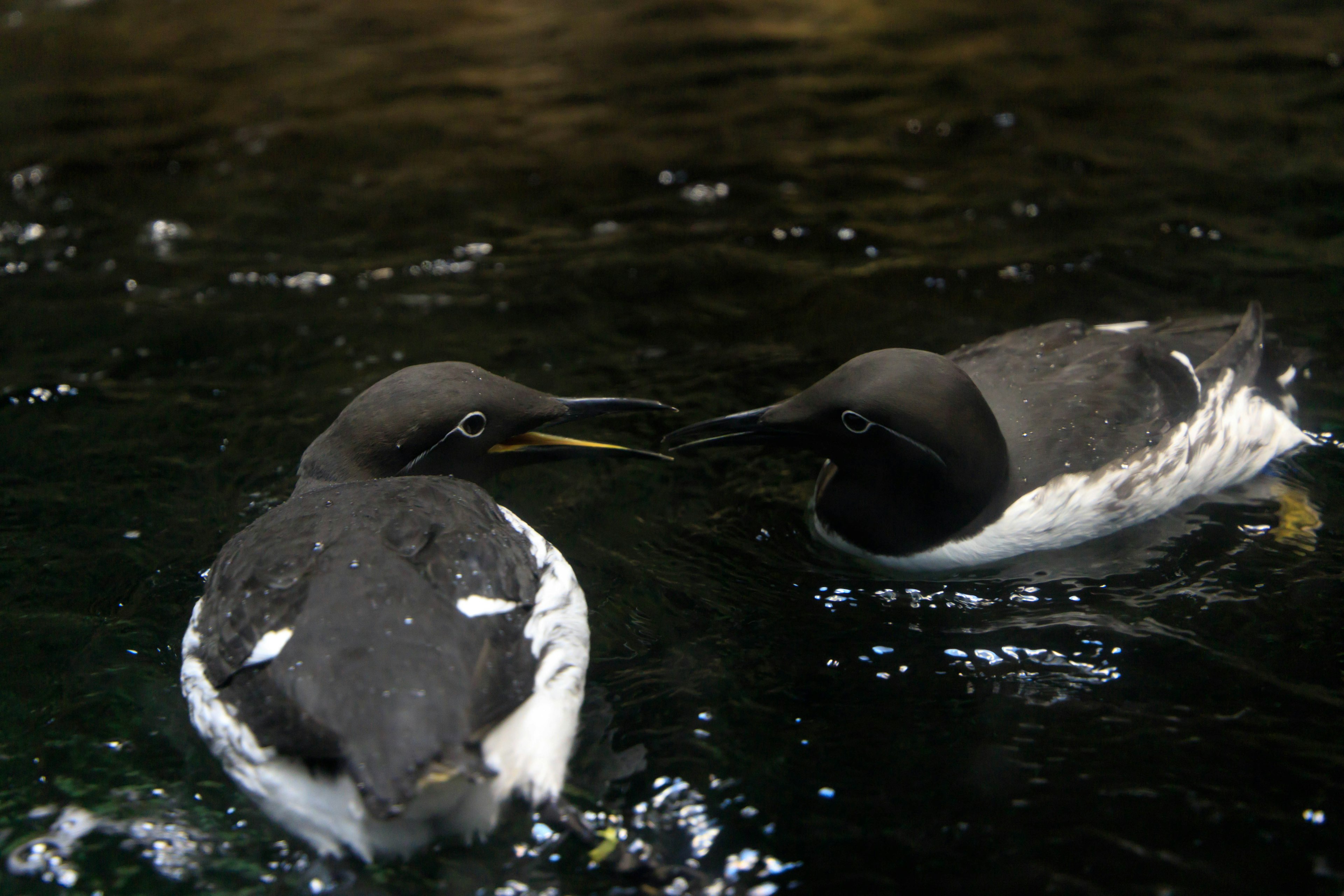 Dua penguin saling berhadapan di dalam air