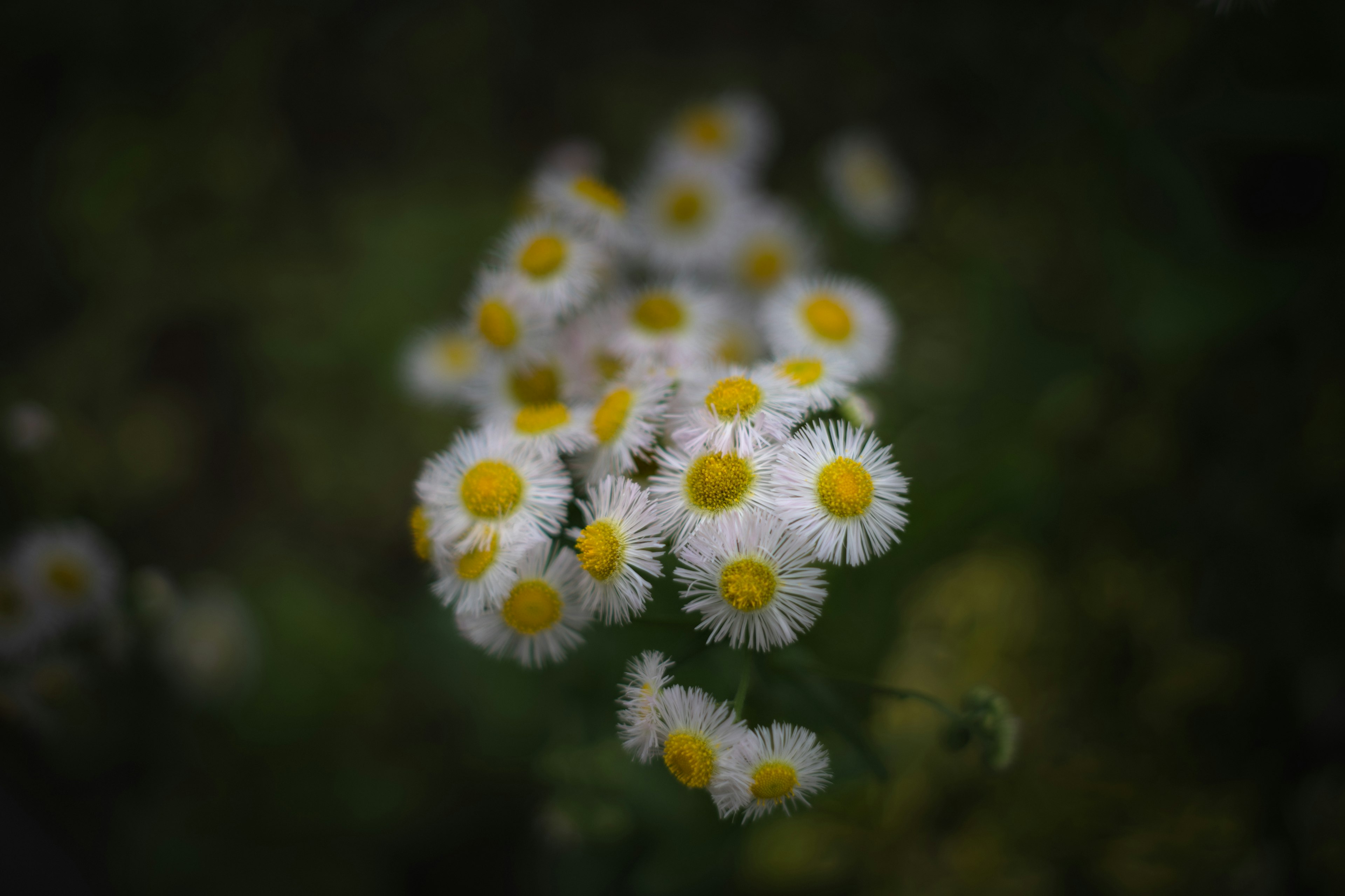 Groupe de fleurs blanches avec des centres jaunes sur un fond flou