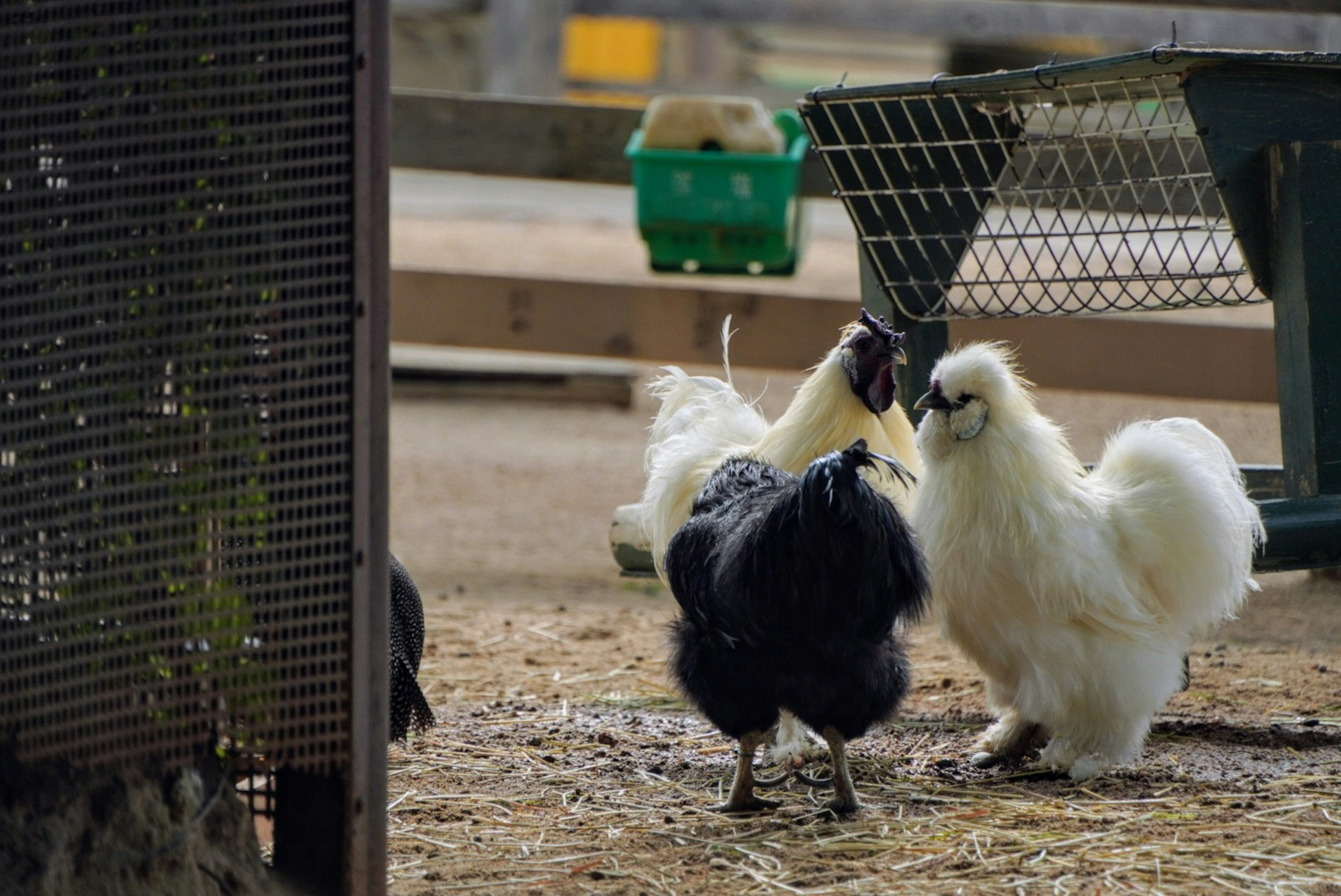 Một con gà đen và một con gà Silkie trắng đối diện nhau trong bối cảnh trang trại