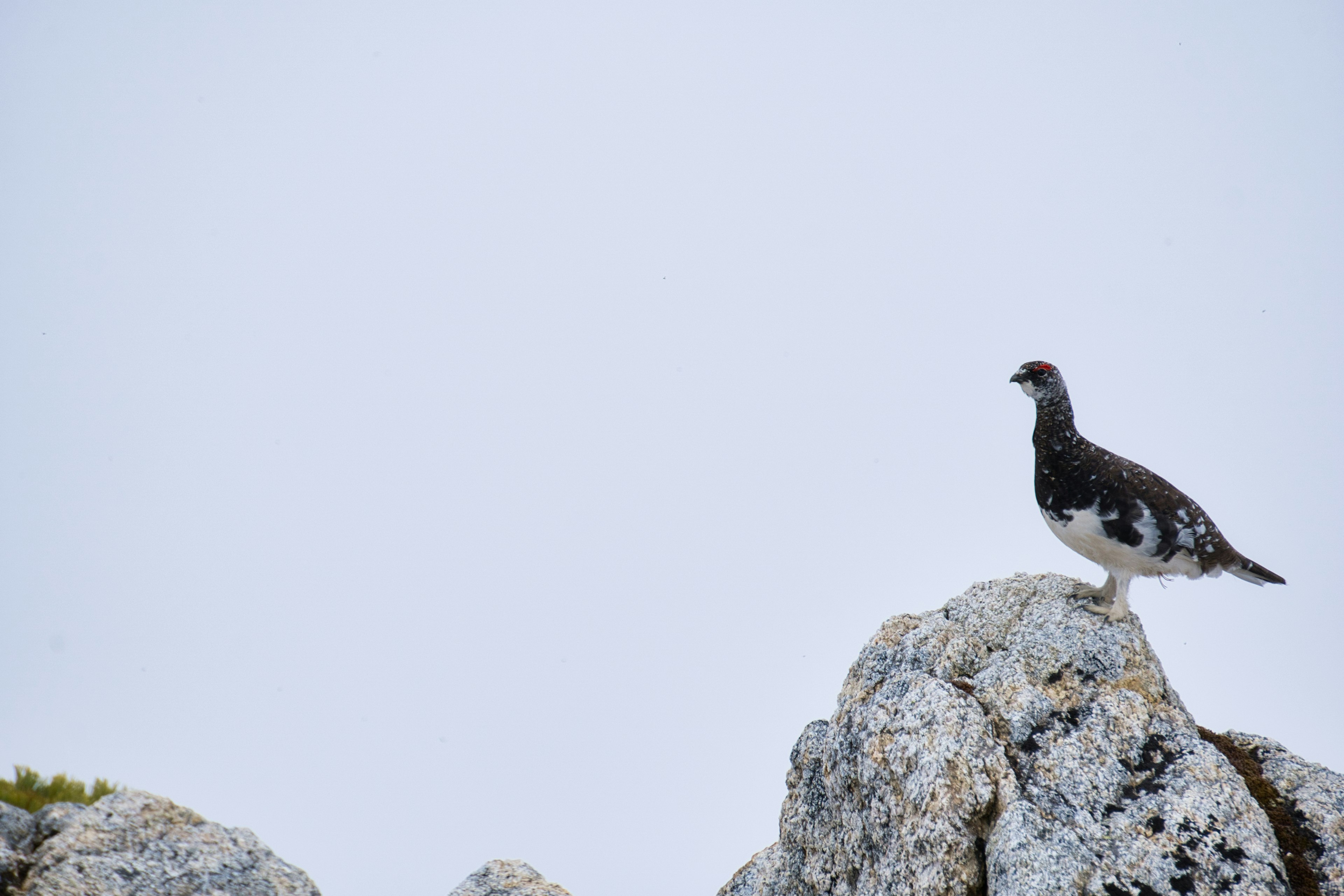 Burung salju berdiri di atas batu dengan latar belakang putih