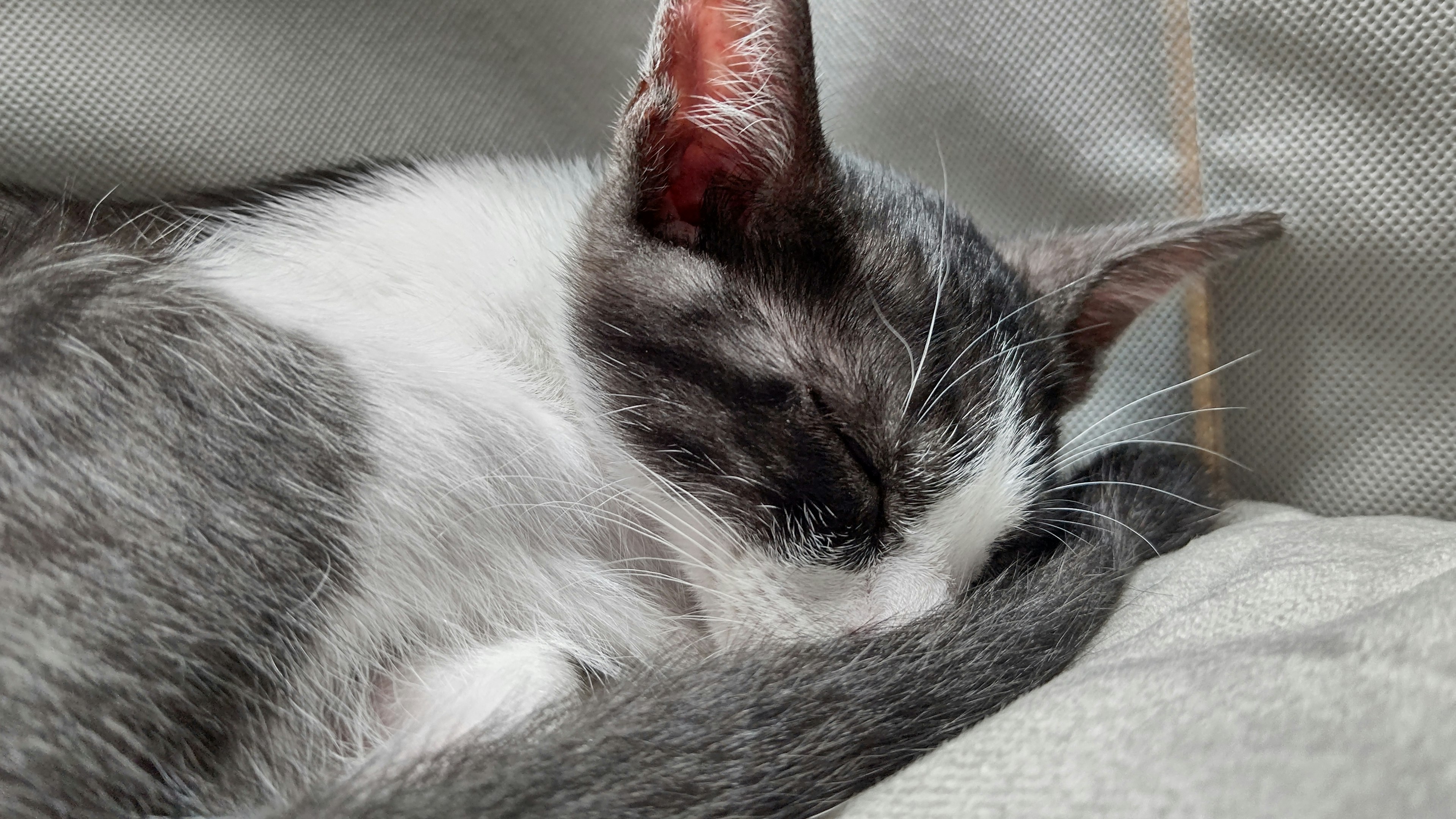 A gray and white kitten curled up sleeping on a cushion