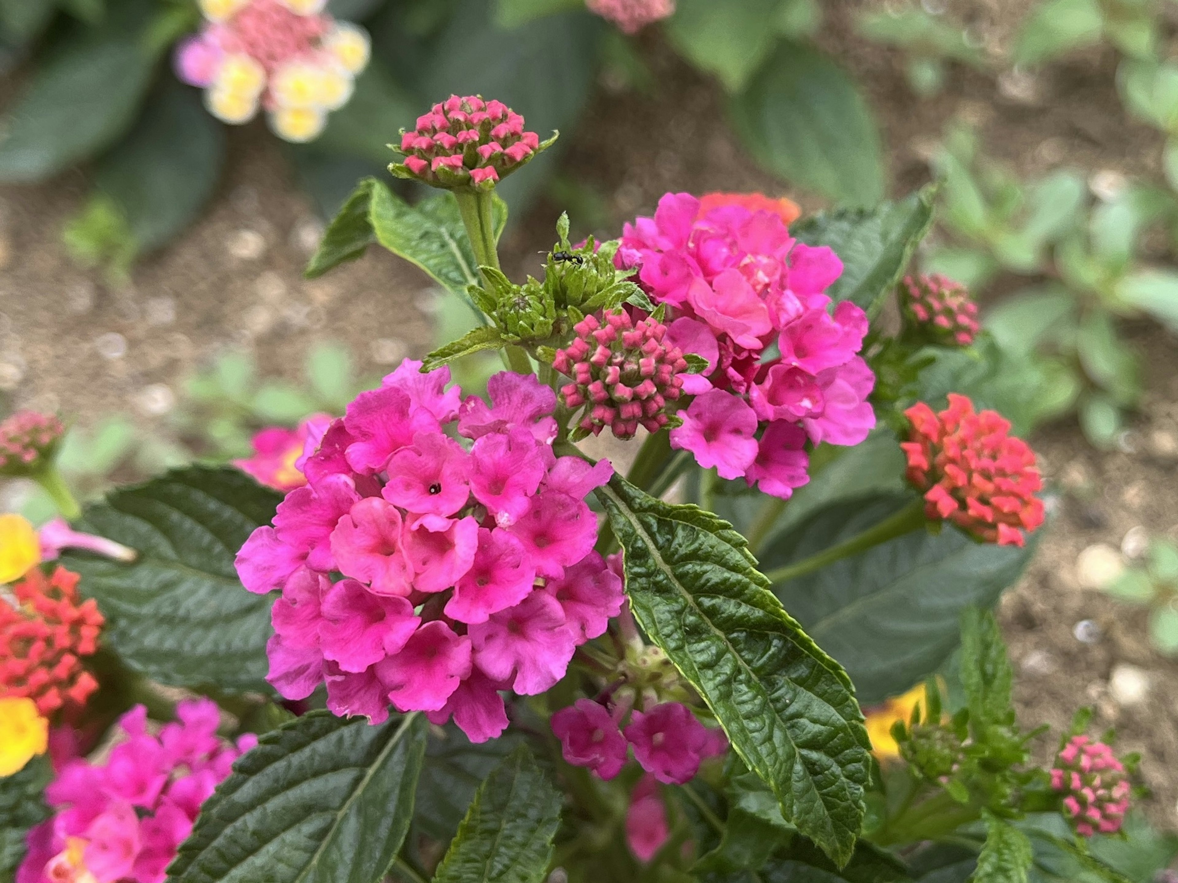 鮮やかなピンクのランタナの花が咲いている緑の葉の近くに集まっている