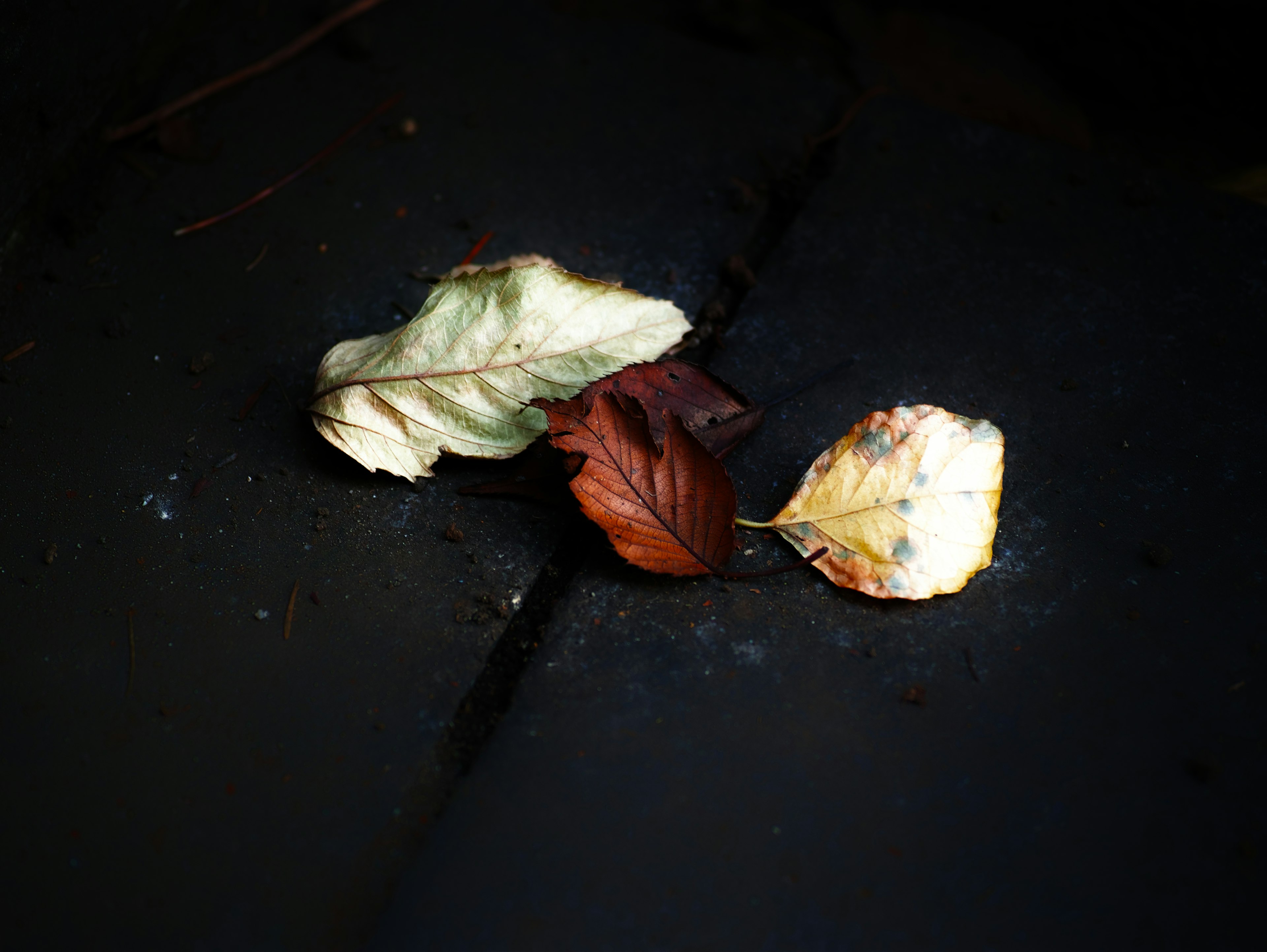 Trois feuilles tombées sur une surface sombre