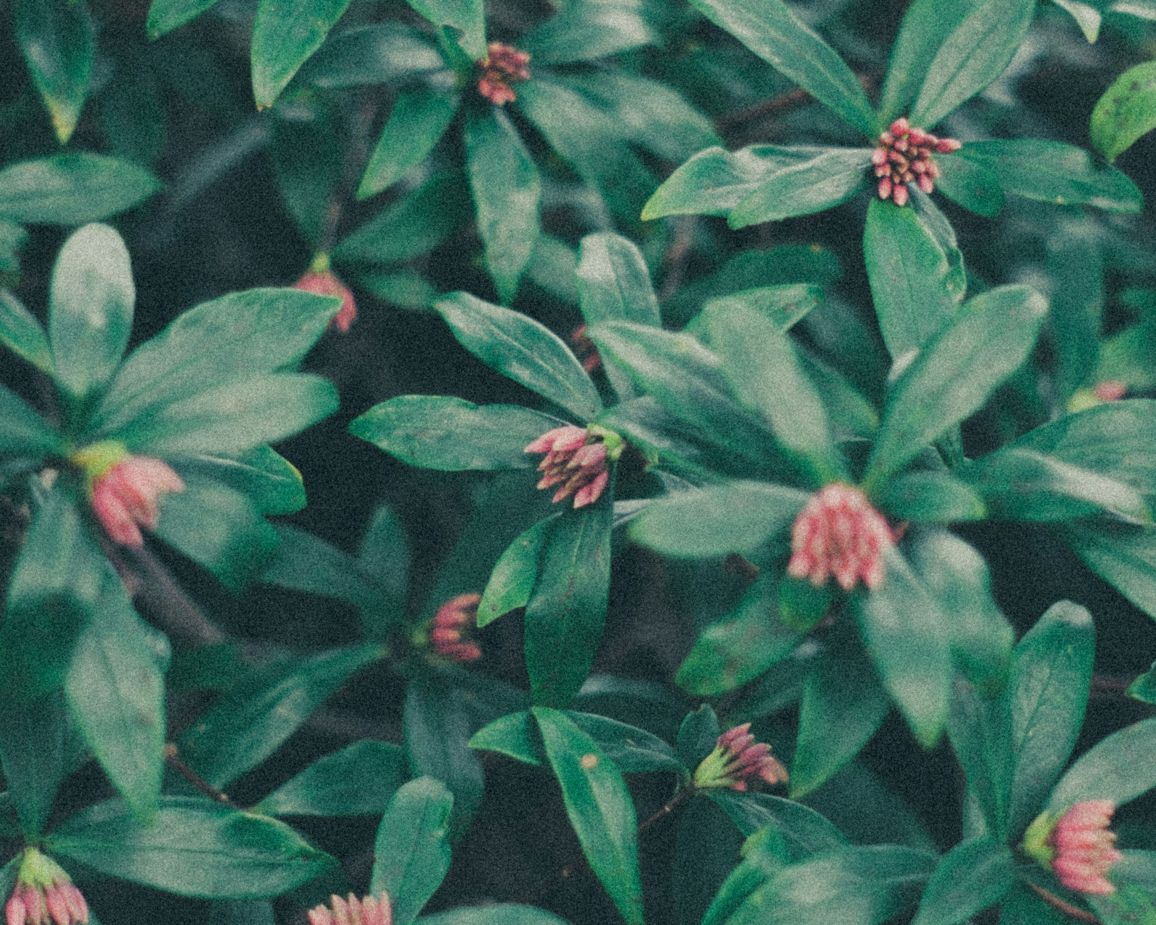 緑の葉とピンクの花が特徴的な植物のクローズアップ