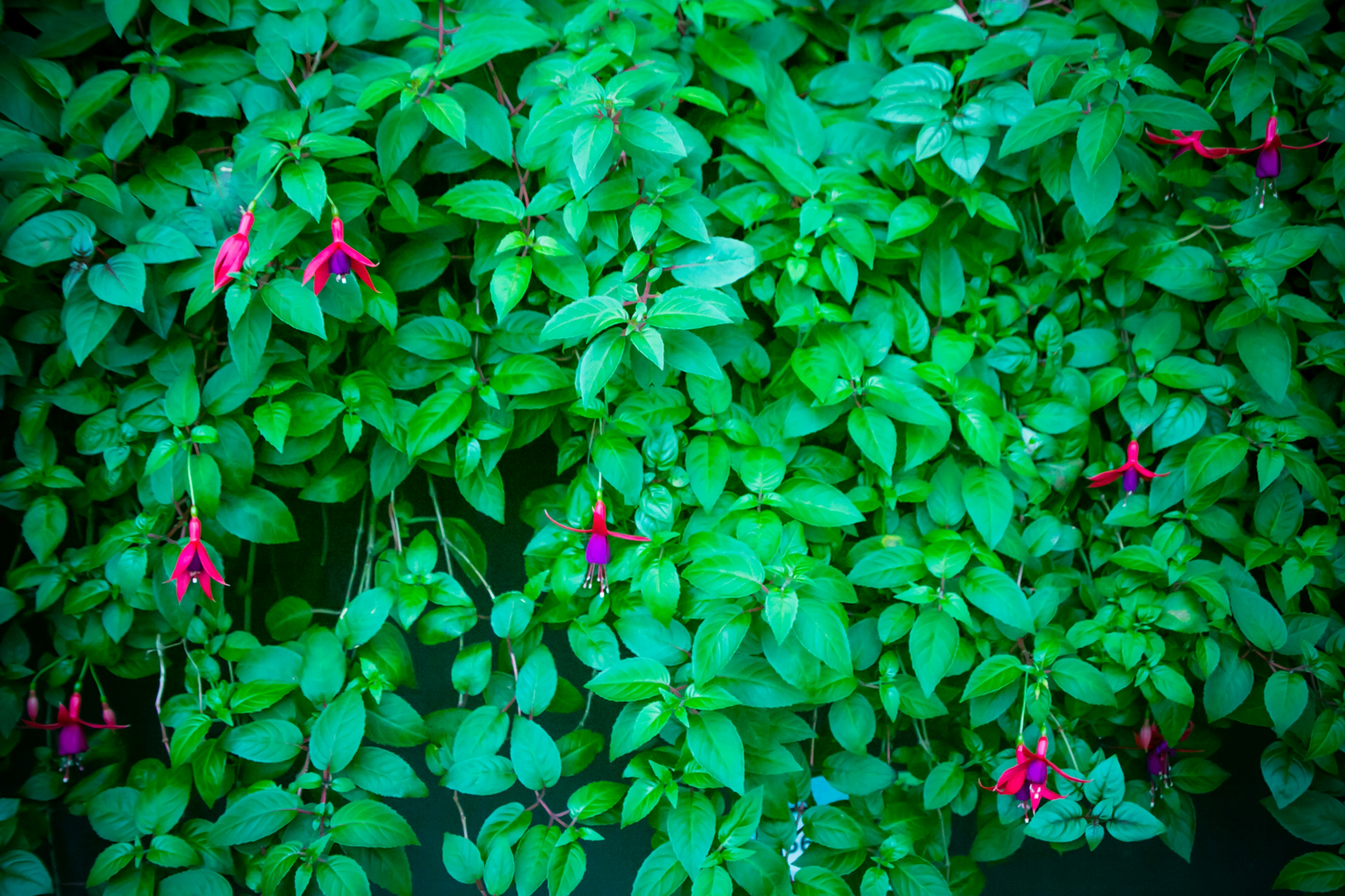 Primo piano di una pianta di fucsia con foglie verdi e fiori rossi