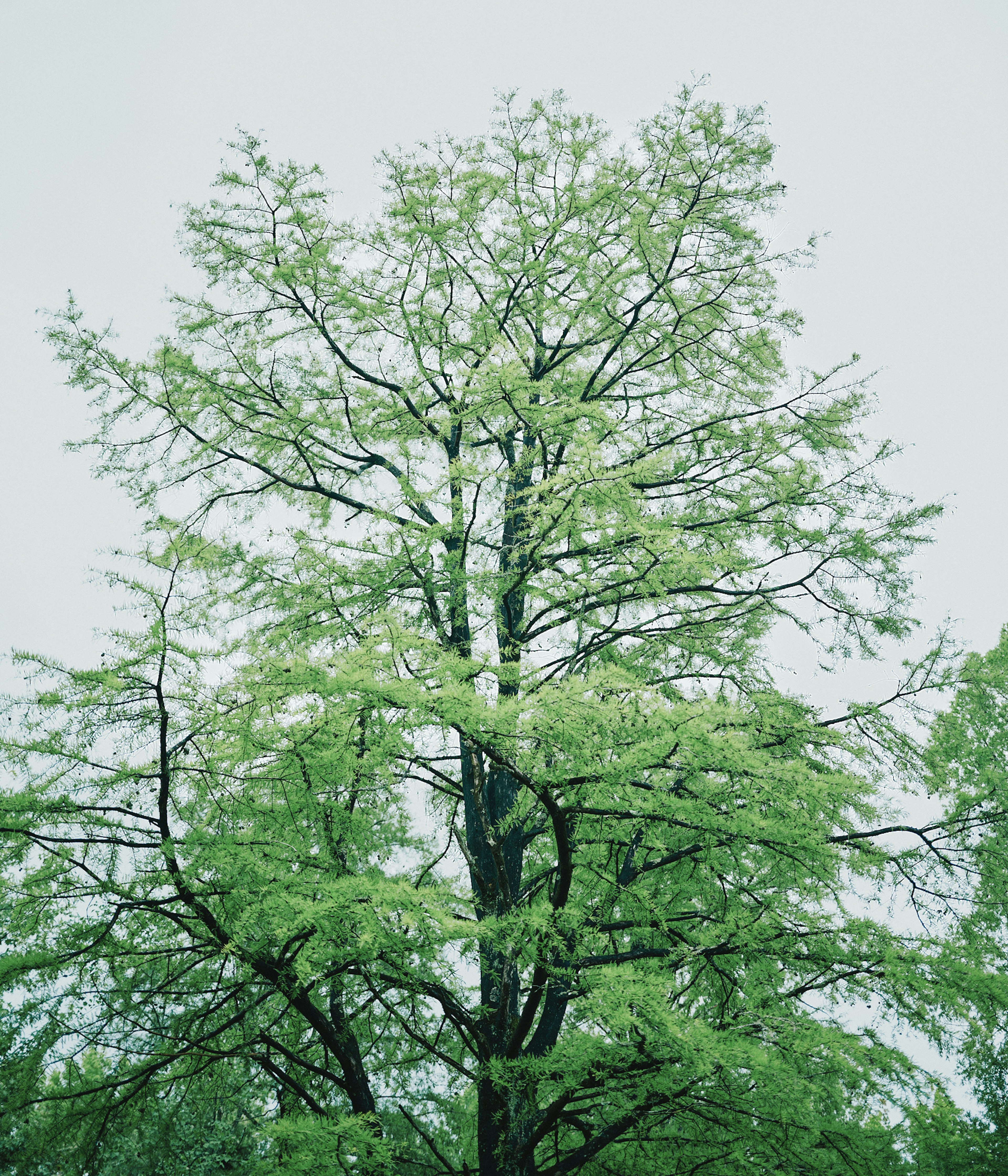 Hoher Baum mit hellgrünen Blättern vor einem hellen Hintergrund