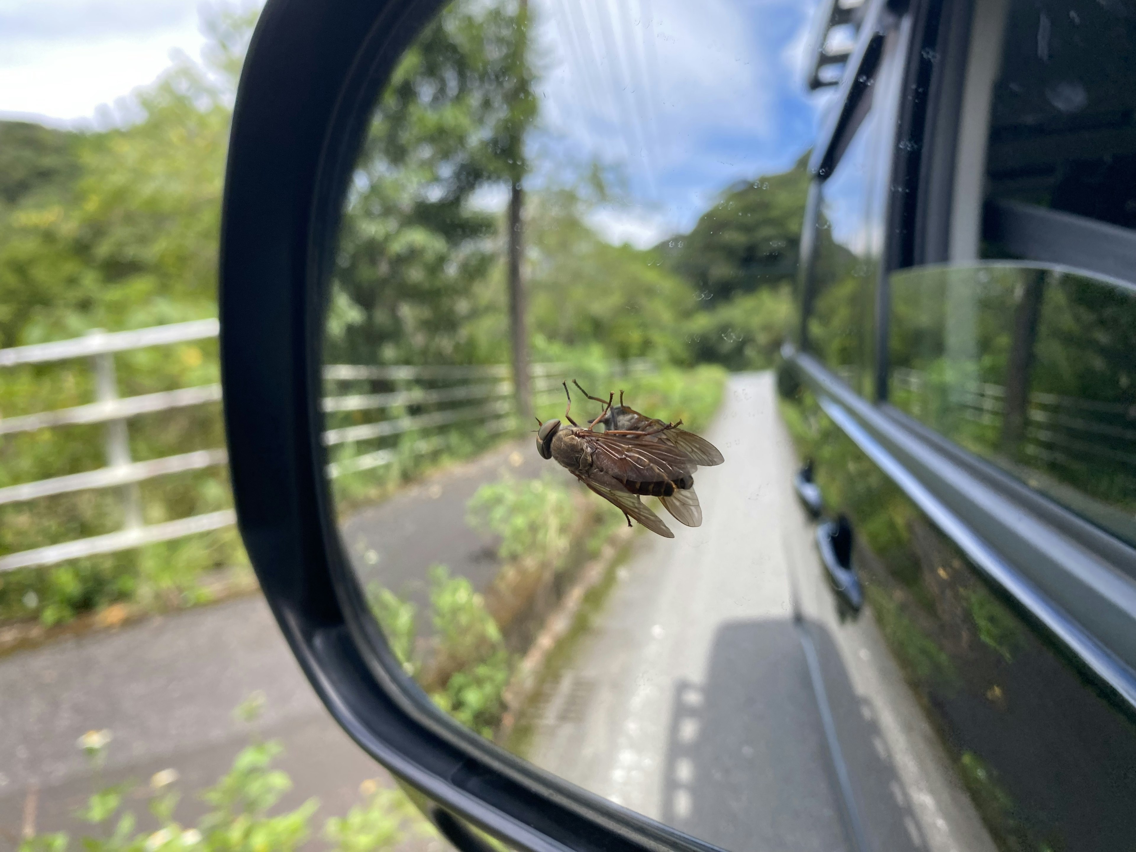 車のミラーにとまる昆虫と自然の背景