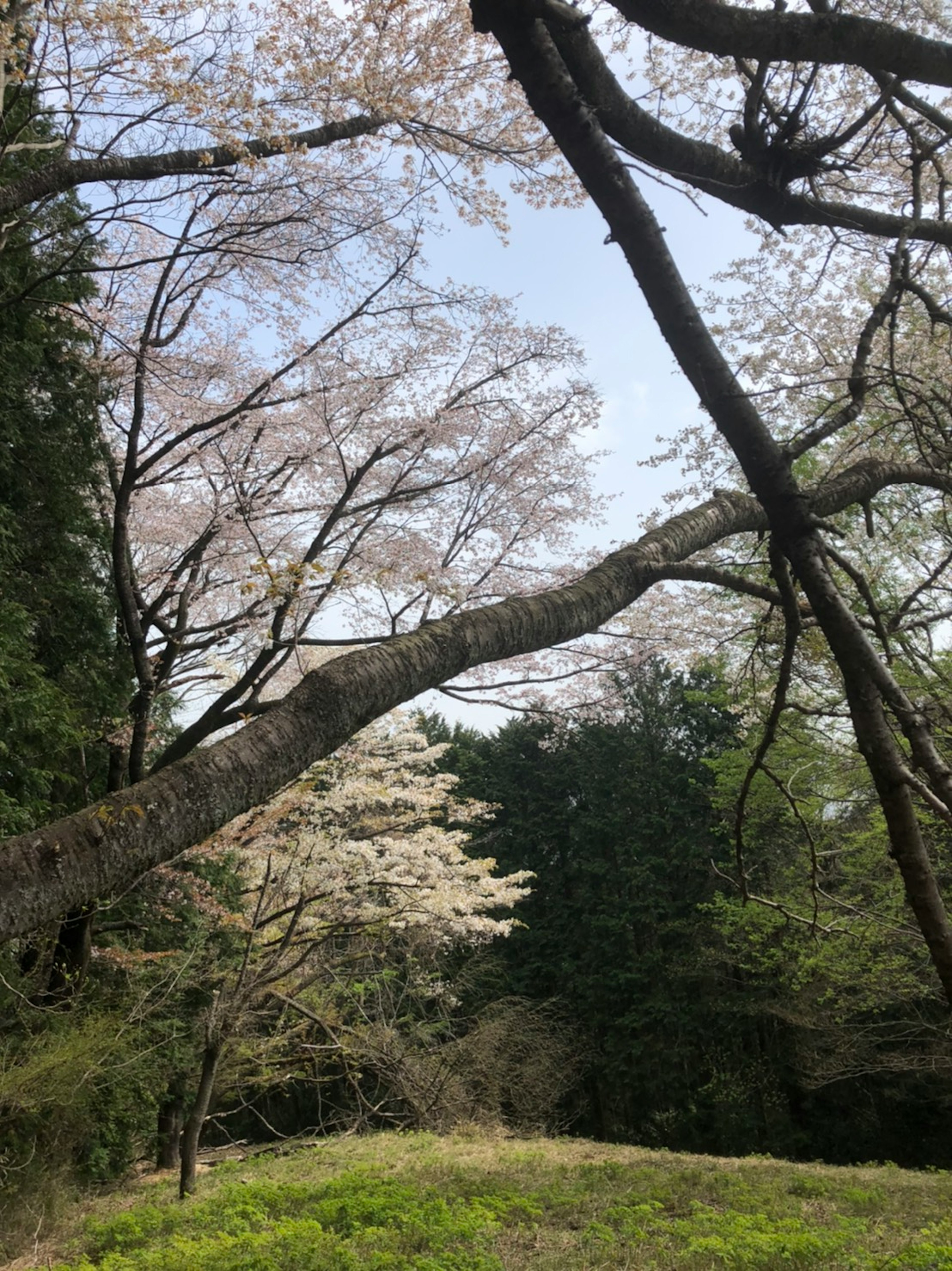 Árboles de cerezo en flor con un fondo de bosque verde