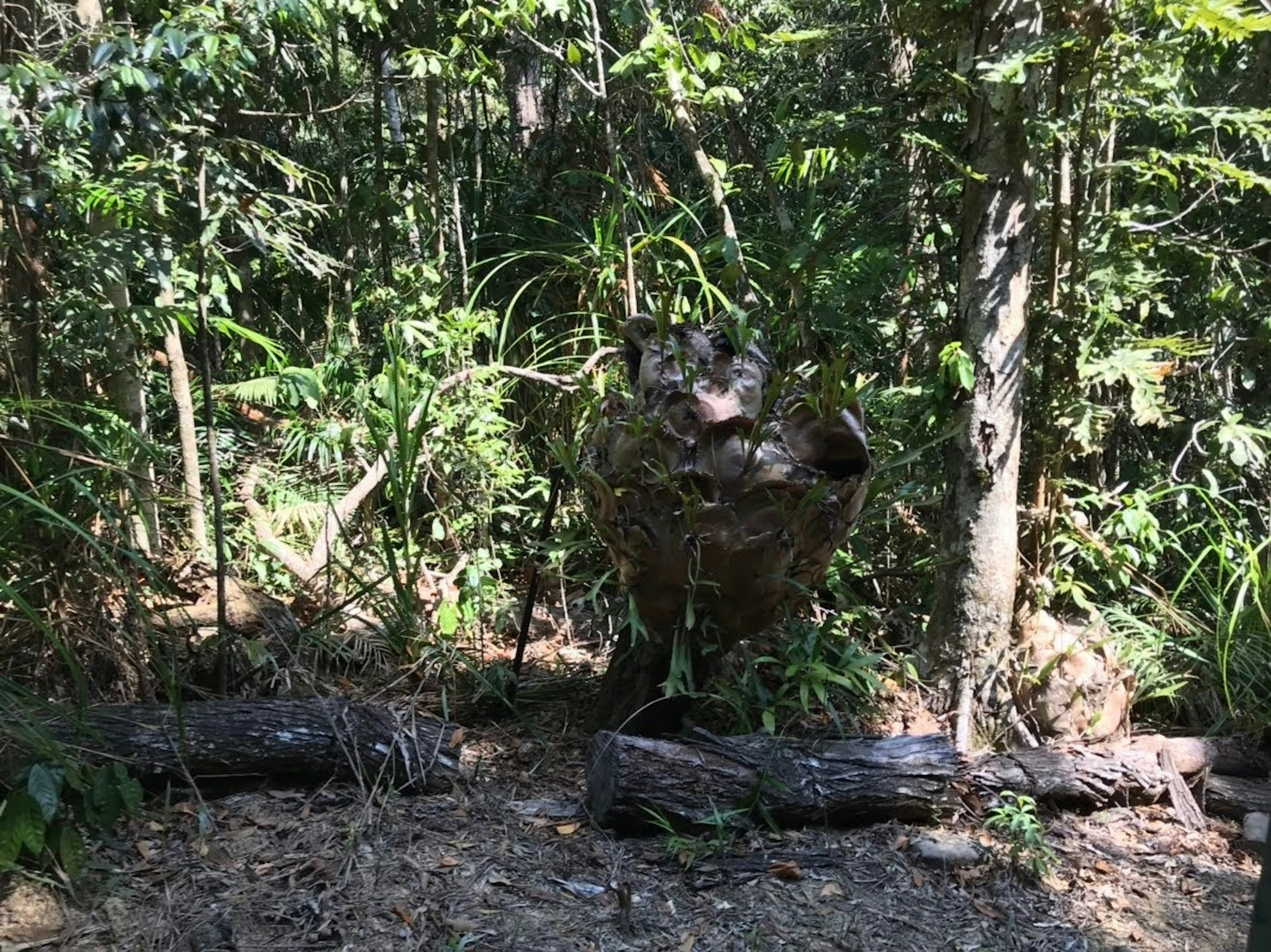 Grande roccia circondata da una foresta lussureggiante con tronchi caduti