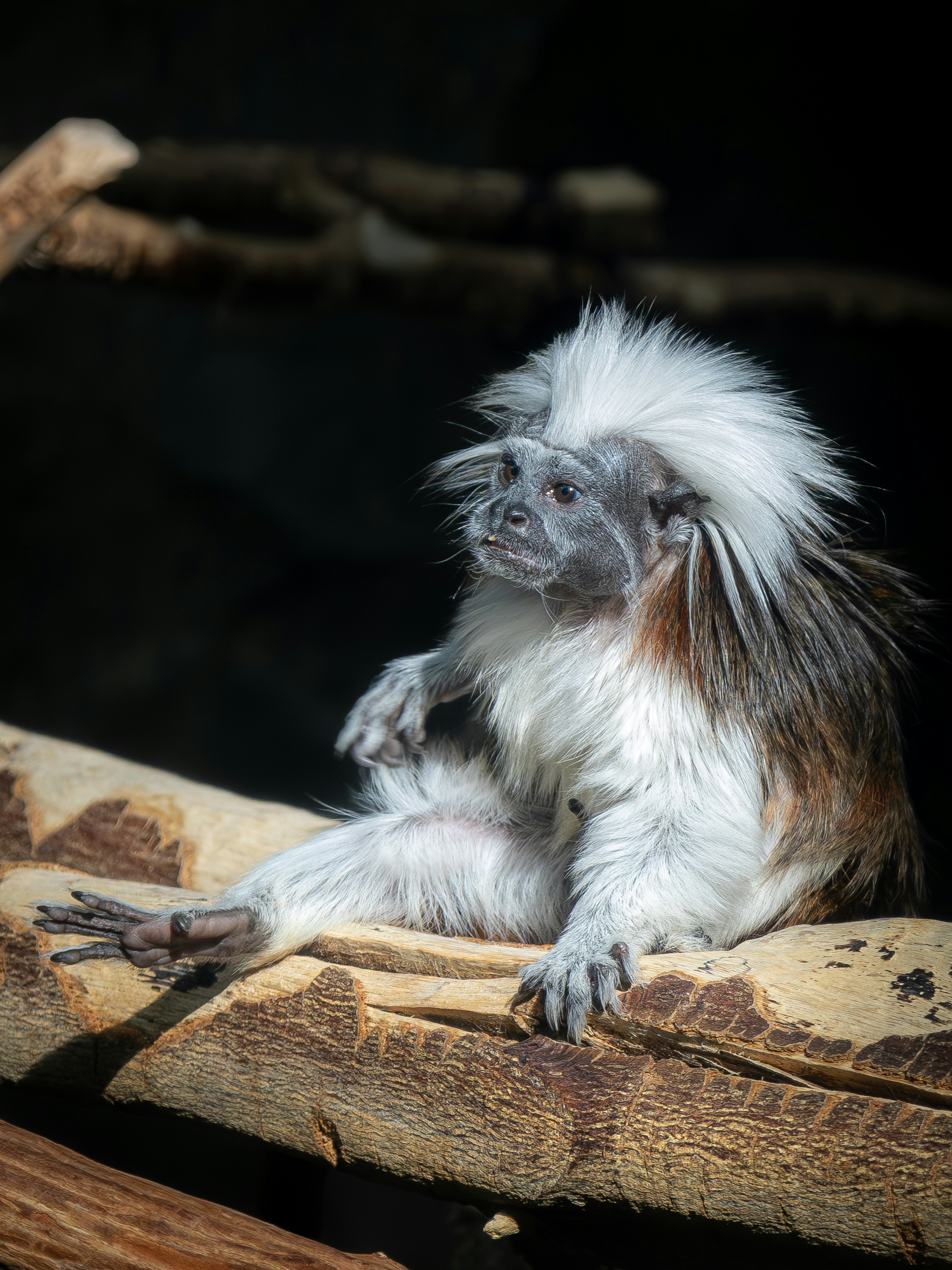 Mono con pelo blanco sentado sobre un tronco