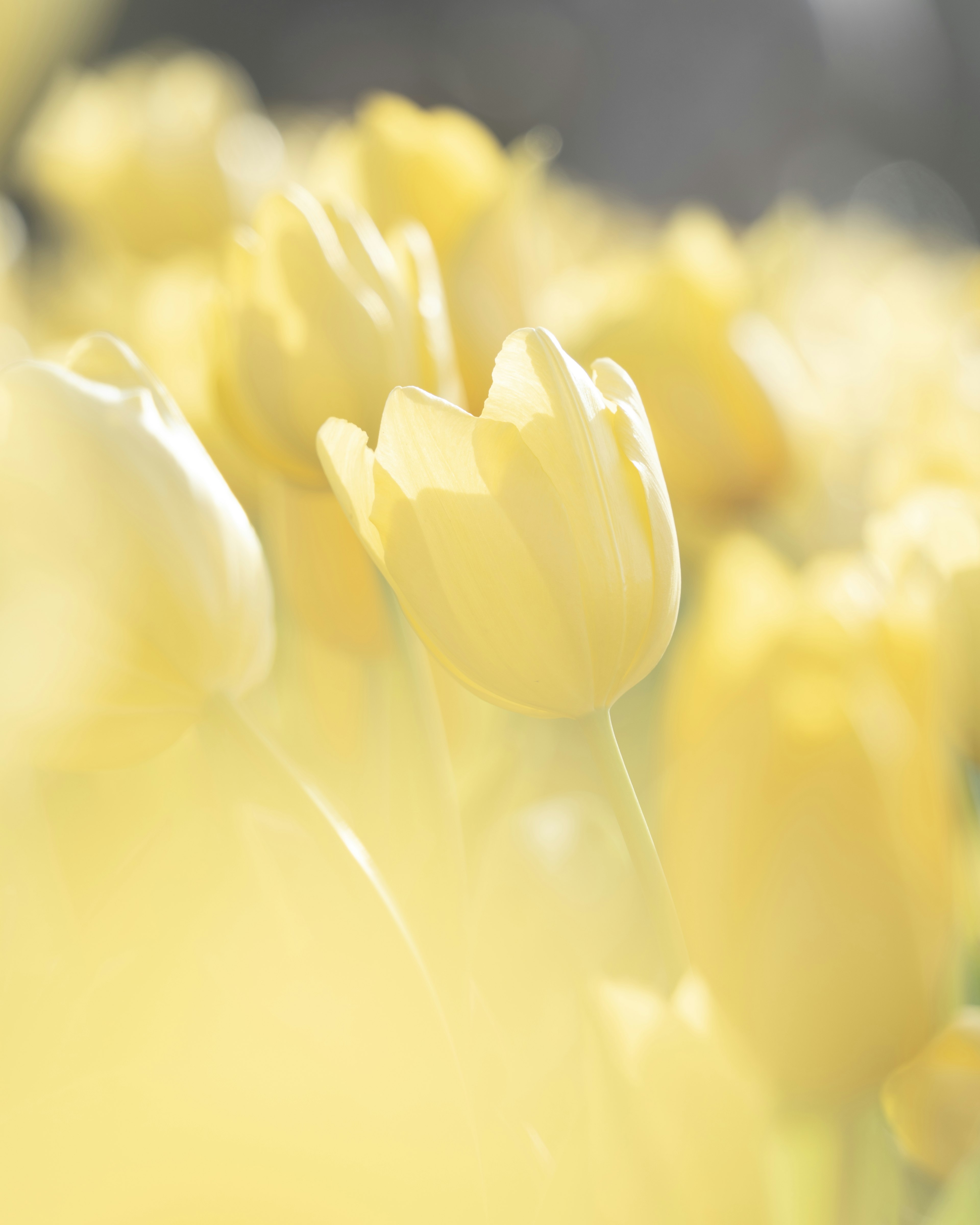 黄色いチューリップの花々が咲いている様子の柔らかい画像