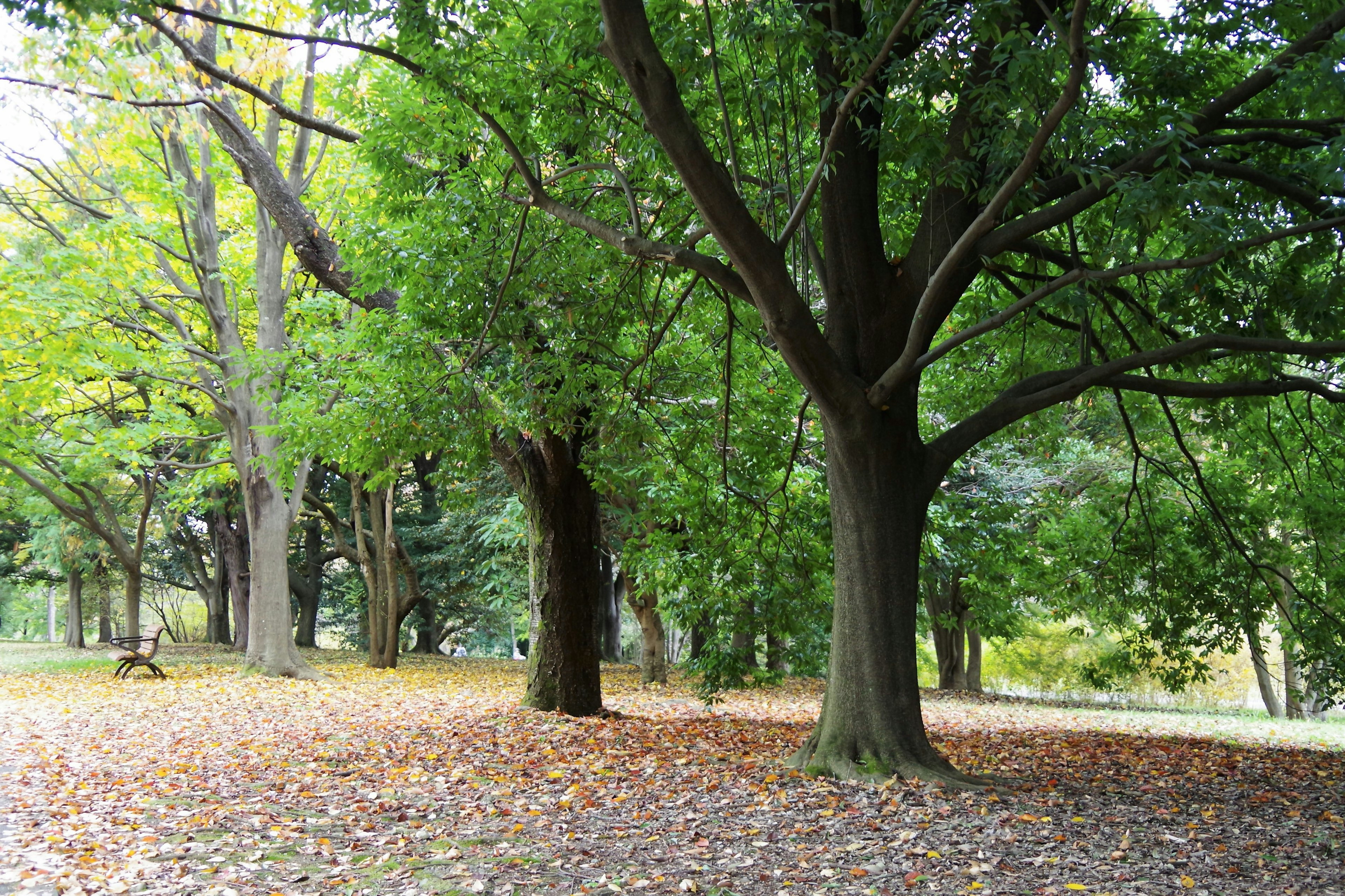 緑豊かな木々が立ち並ぶ公園の風景