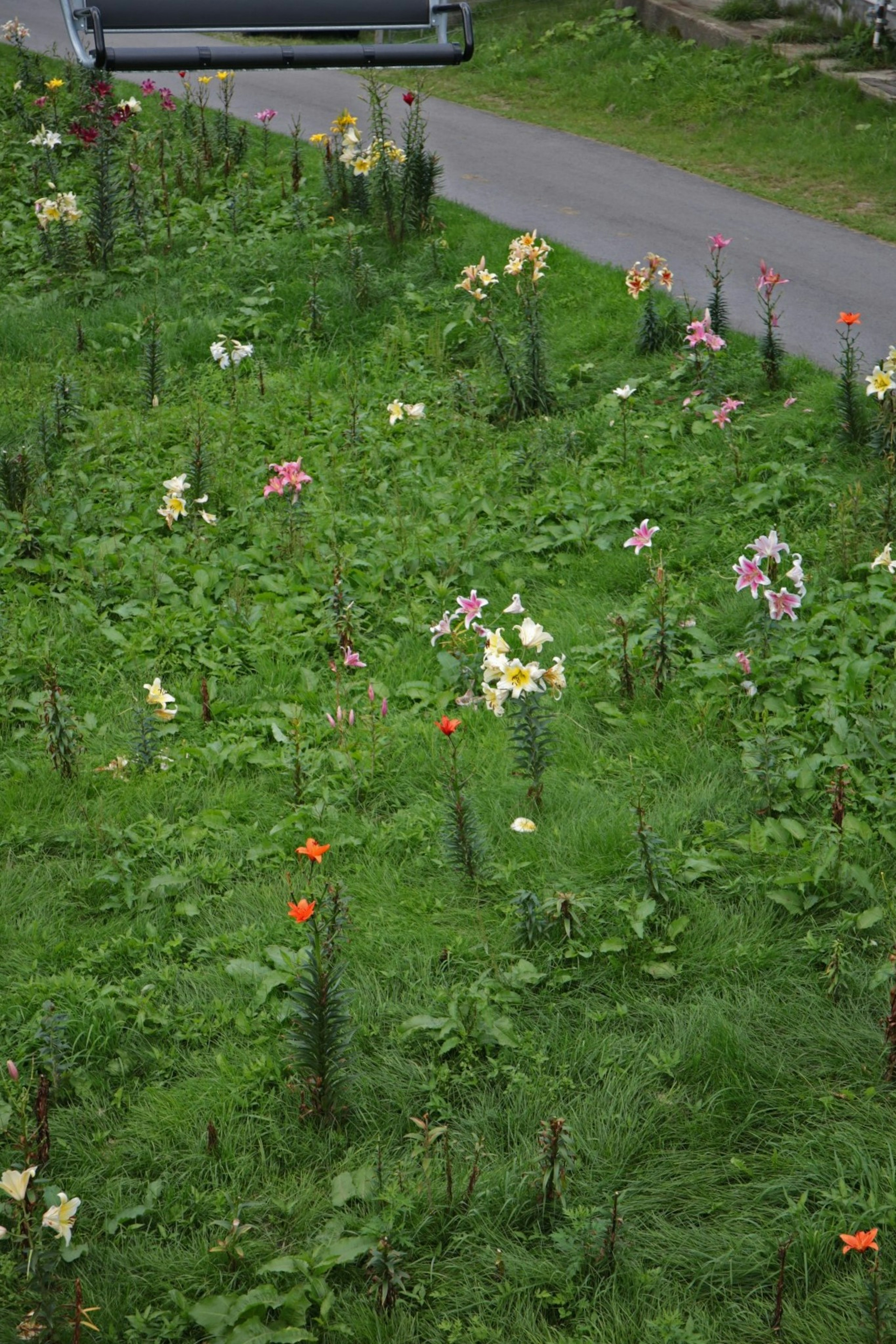 緑の草地に色とりどりの花々が点在している風景