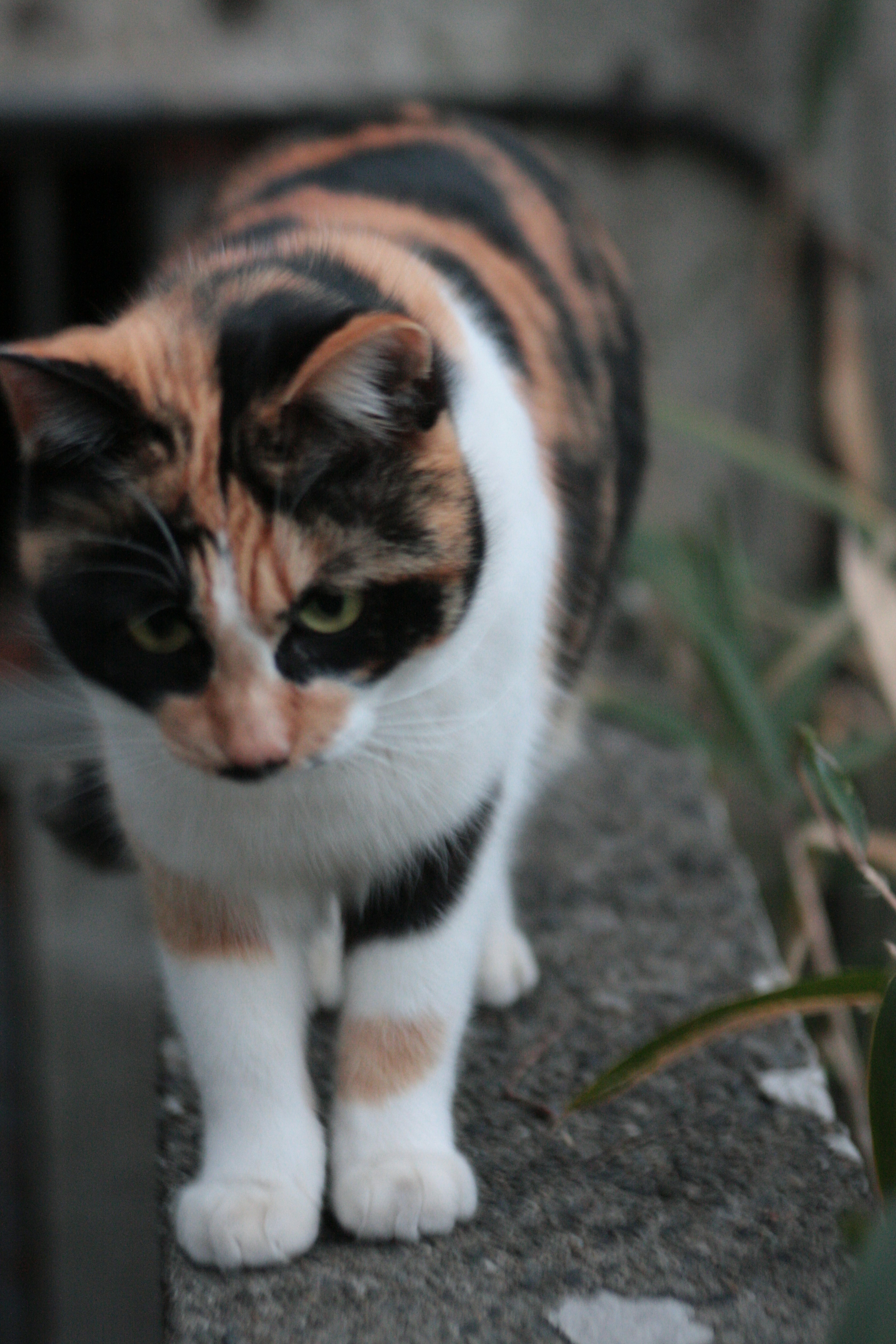 Calico cat walking on a stone surface with plants in the background