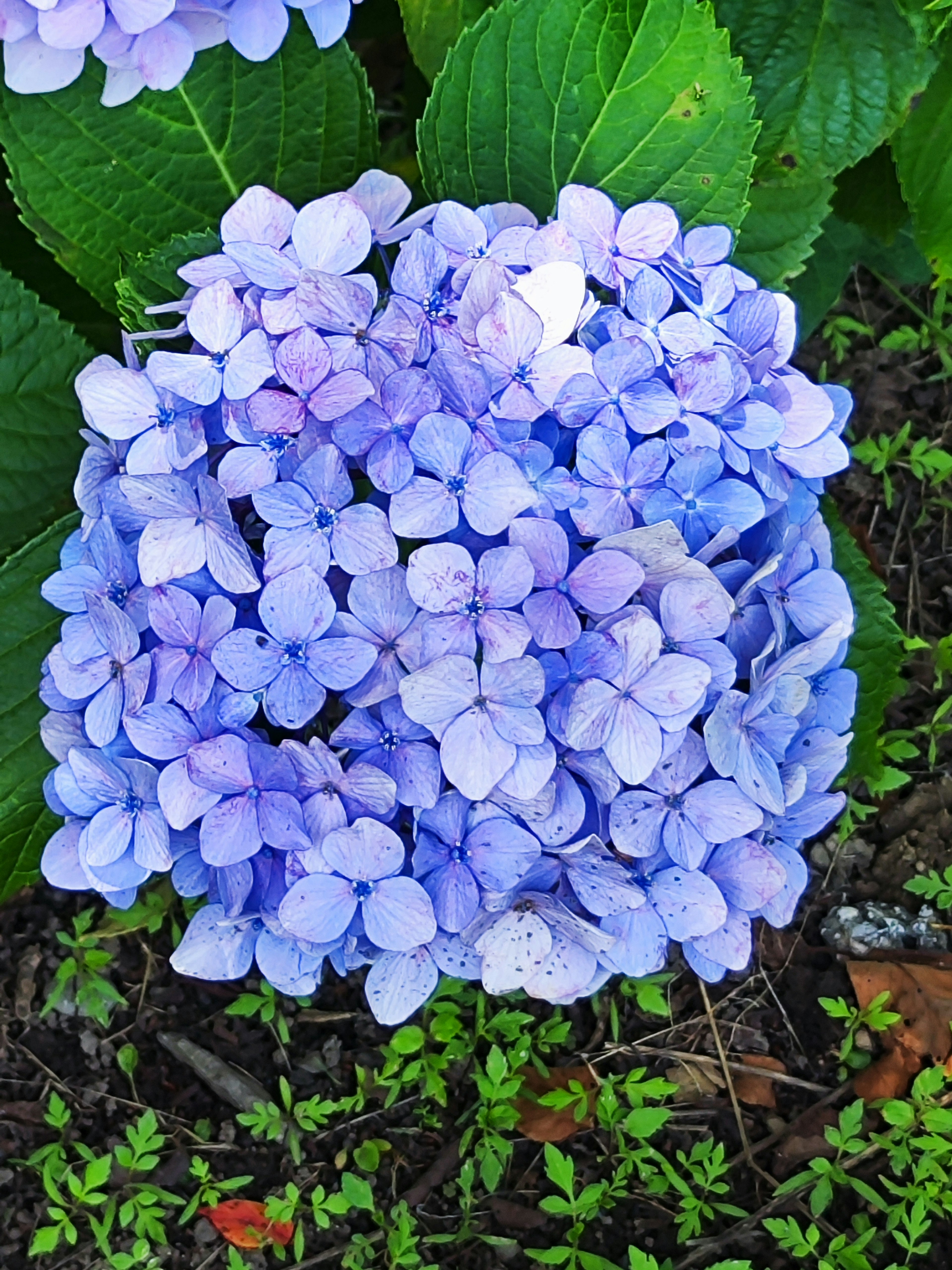 Fleurs d'hortensia bleues en pleine floraison entourées de feuilles vertes