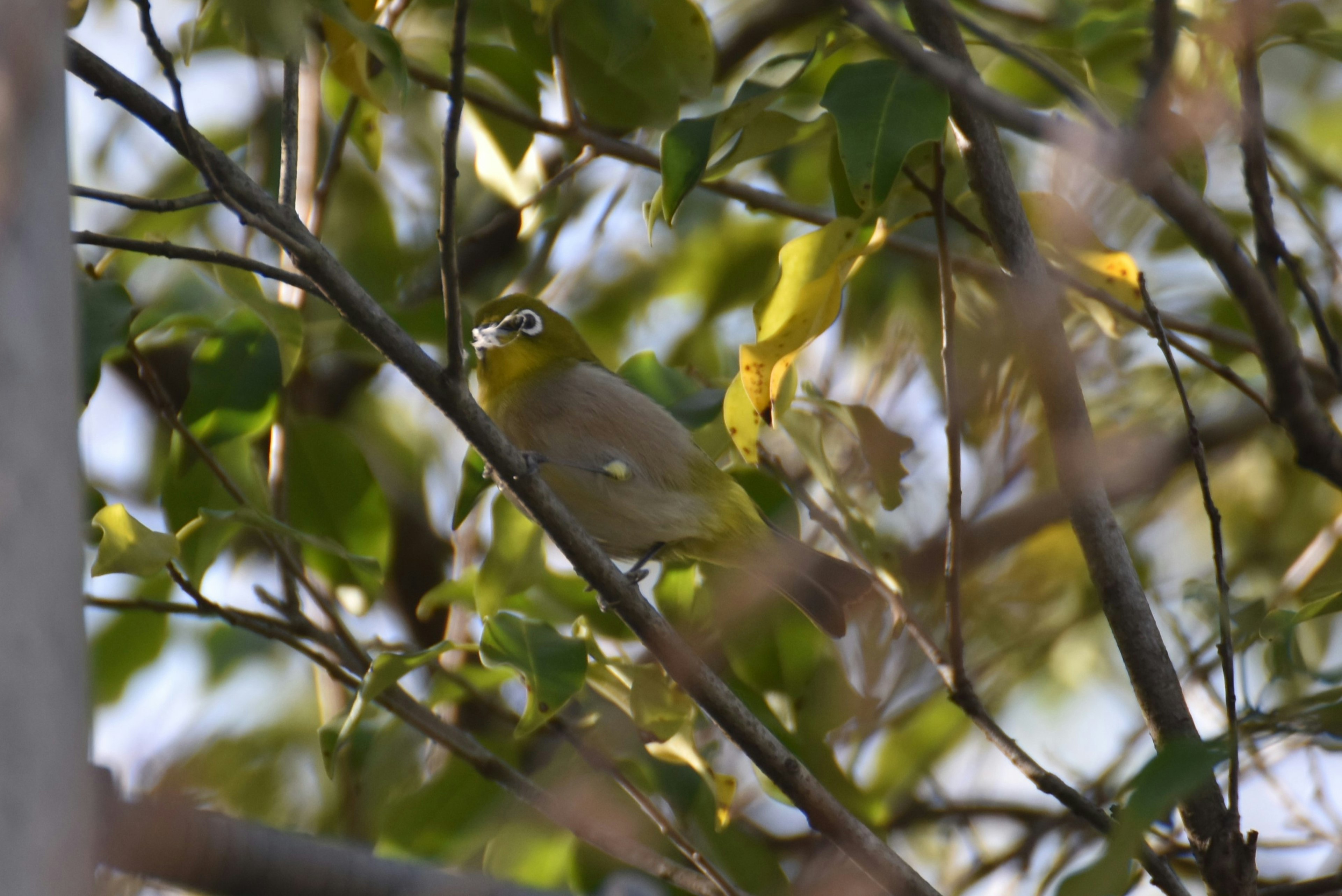 A green bird hidden among the leaves