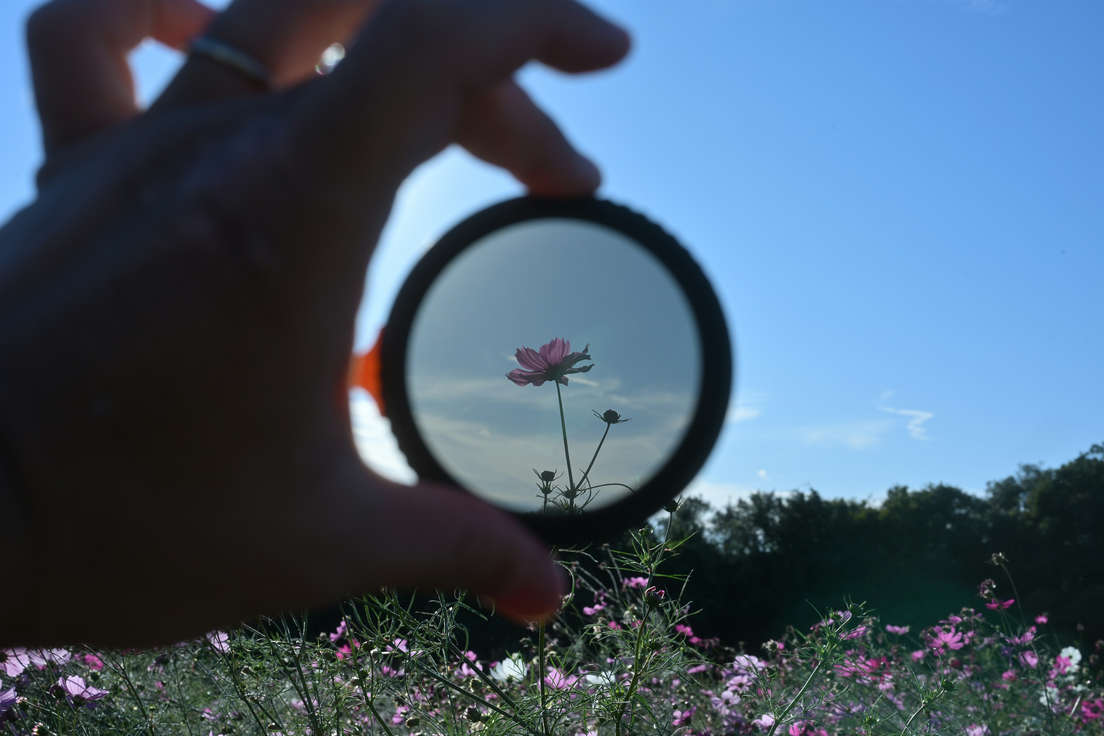 Hand holding a lens framing flowers against a blue sky