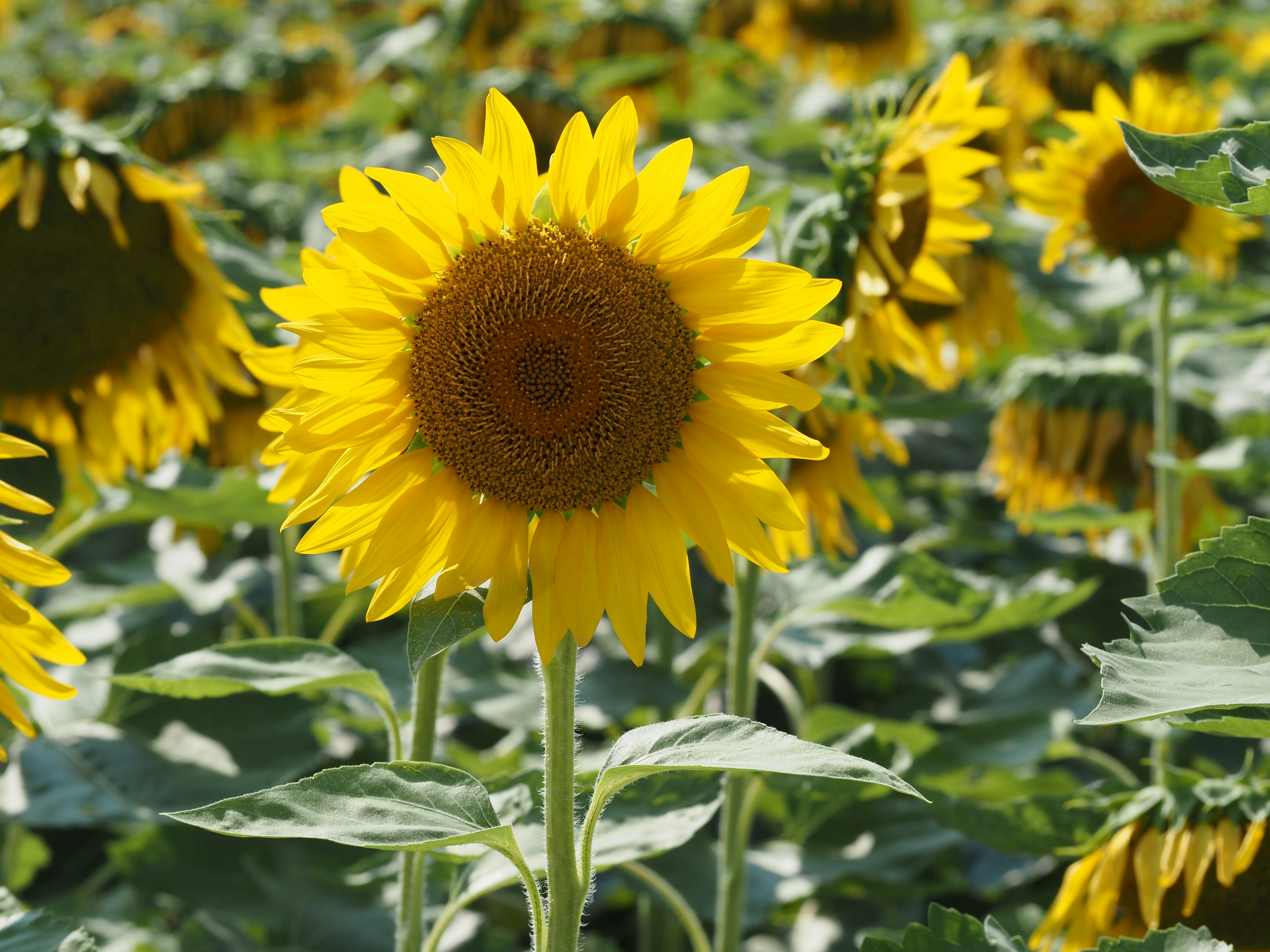 Feld von lebhaften gelben Sonnenblumen in voller Blüte