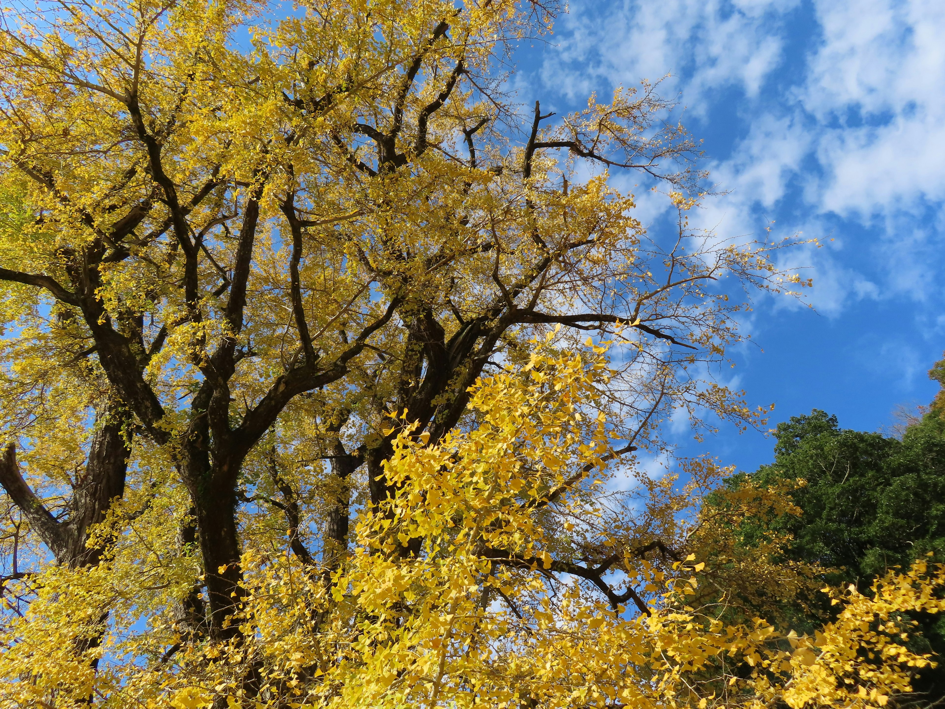 Grand arbre avec des feuilles jaunes vives sous un ciel bleu