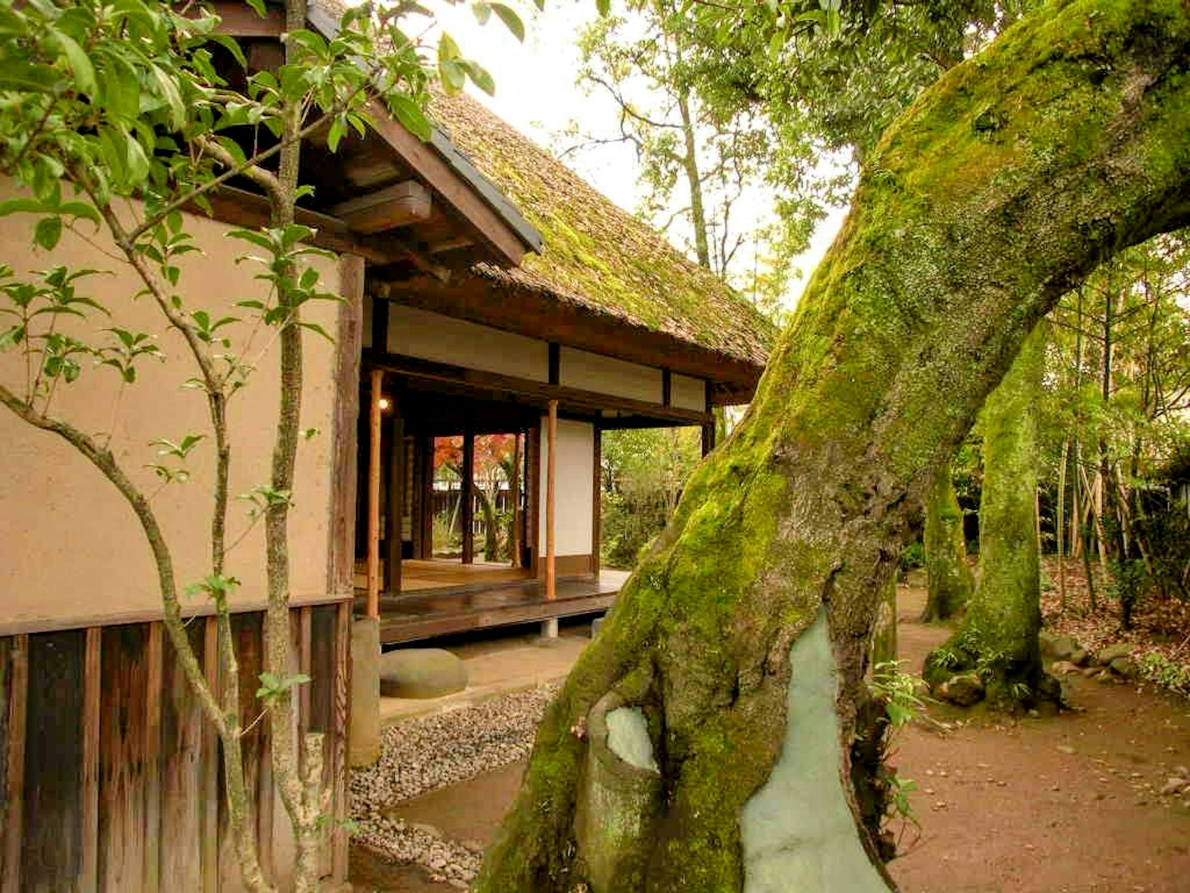 Rumah tradisional Jepang dikelilingi oleh pepohonan hijau