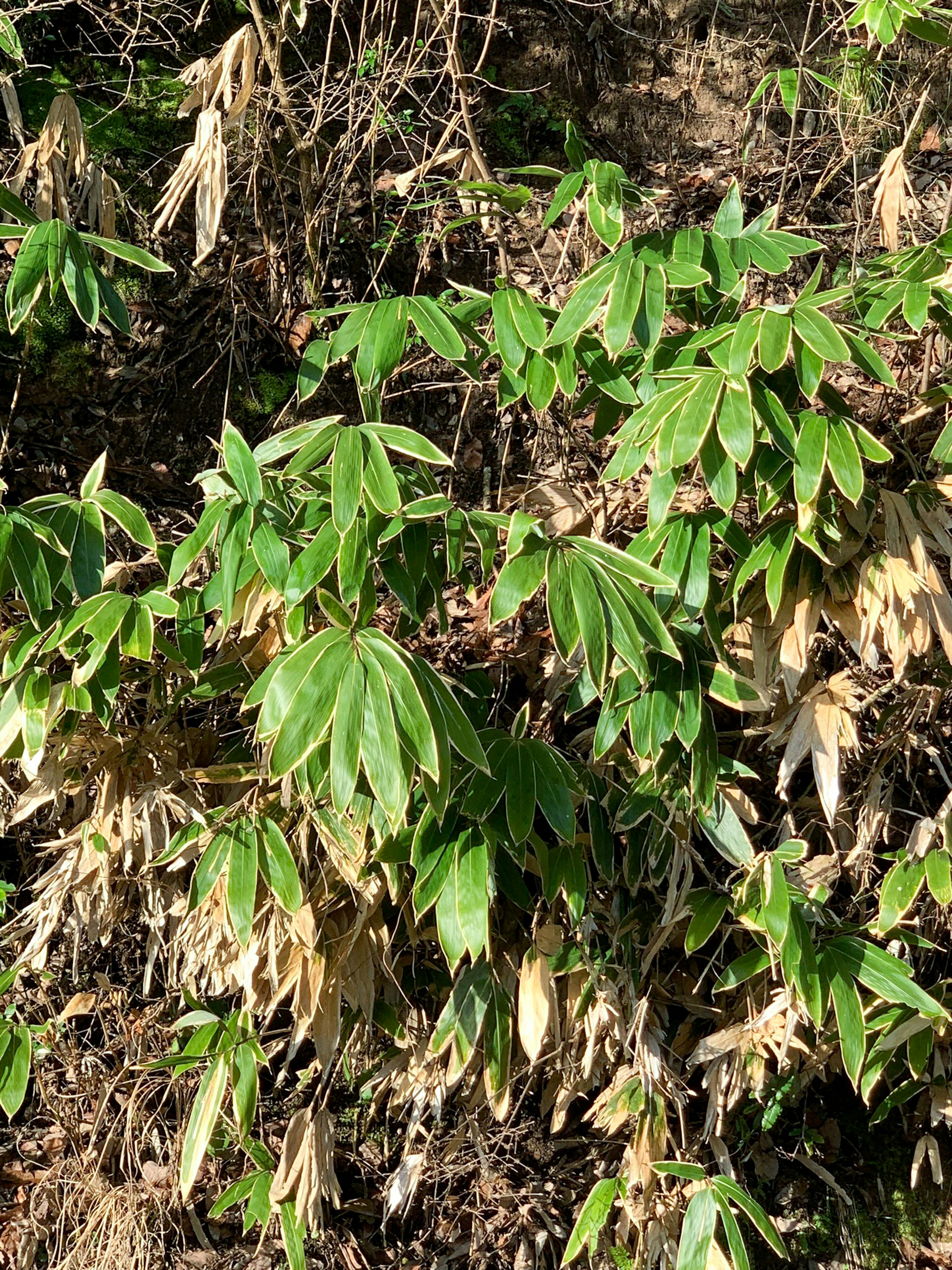 緑の葉と枯れた葉が混在する植物の群生