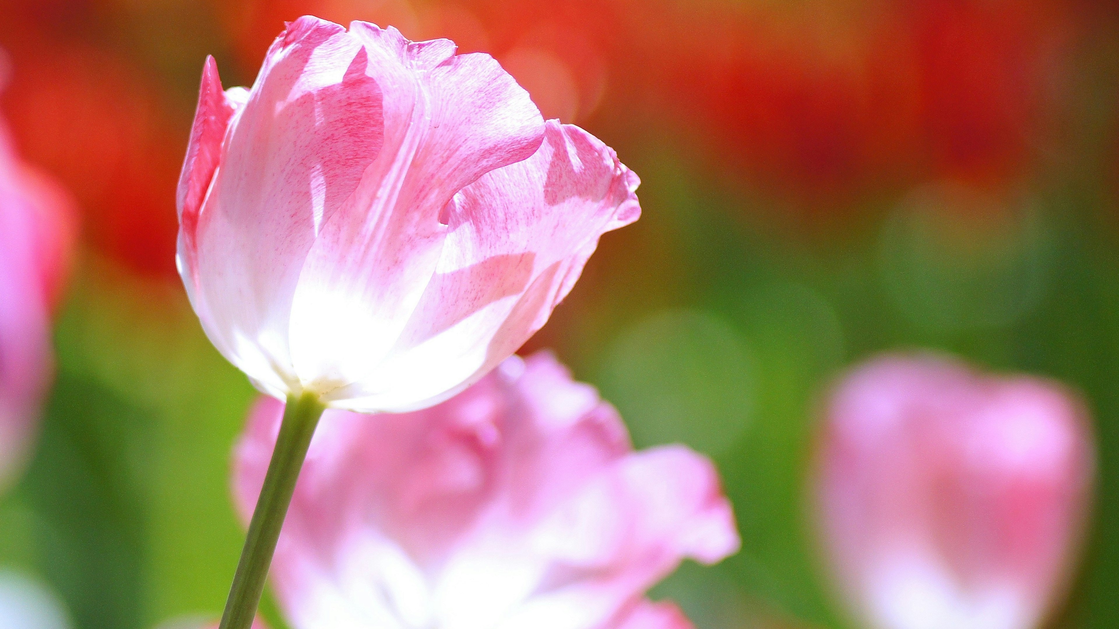 Sebuah tulip merah muda pucat di latar depan dengan latar belakang bunga cerah yang buram