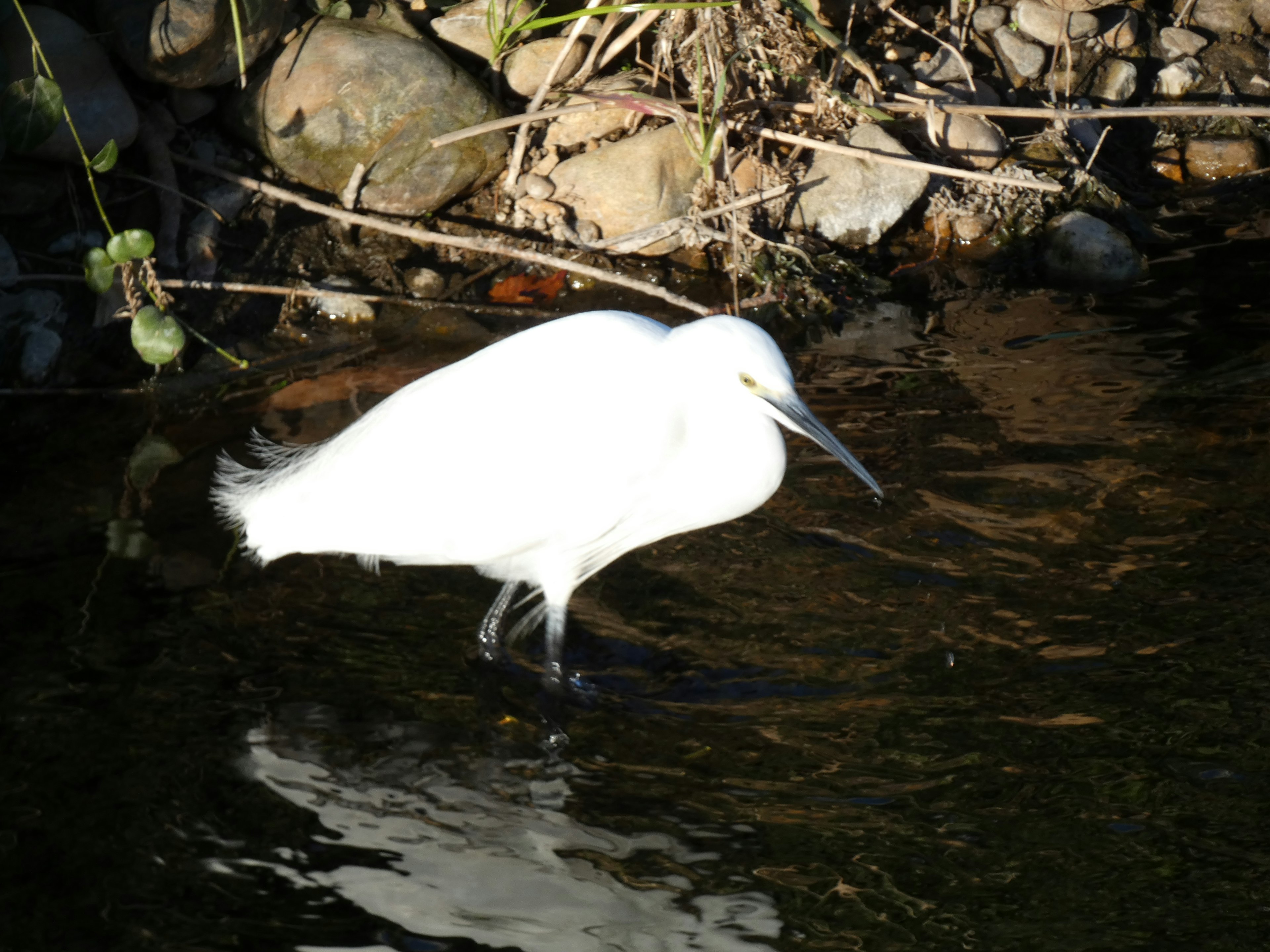 Un uccello bianco che si aggira nell'acqua bassa in cerca di cibo