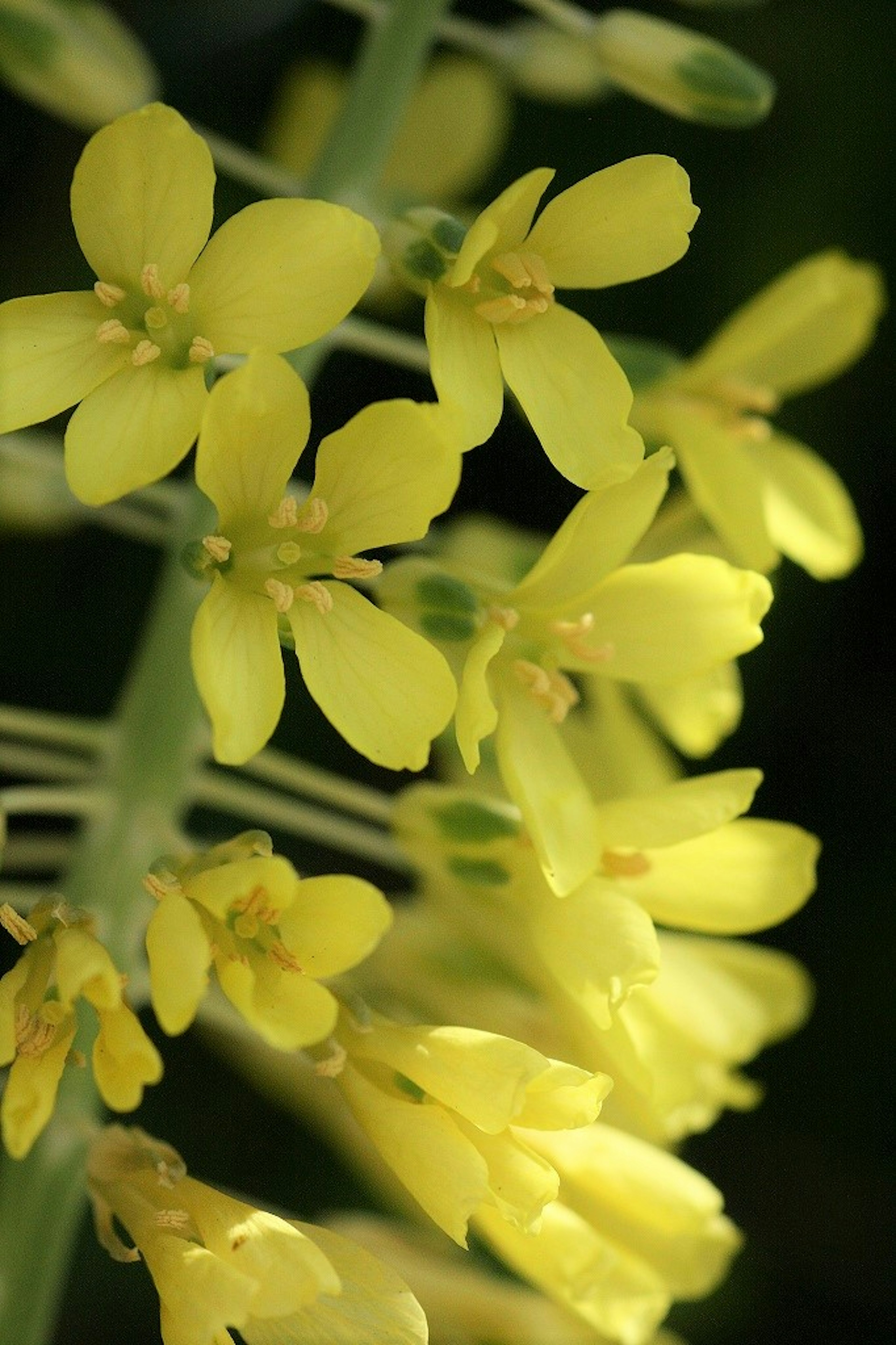 Primo piano di una pianta con fiori gialli vivaci