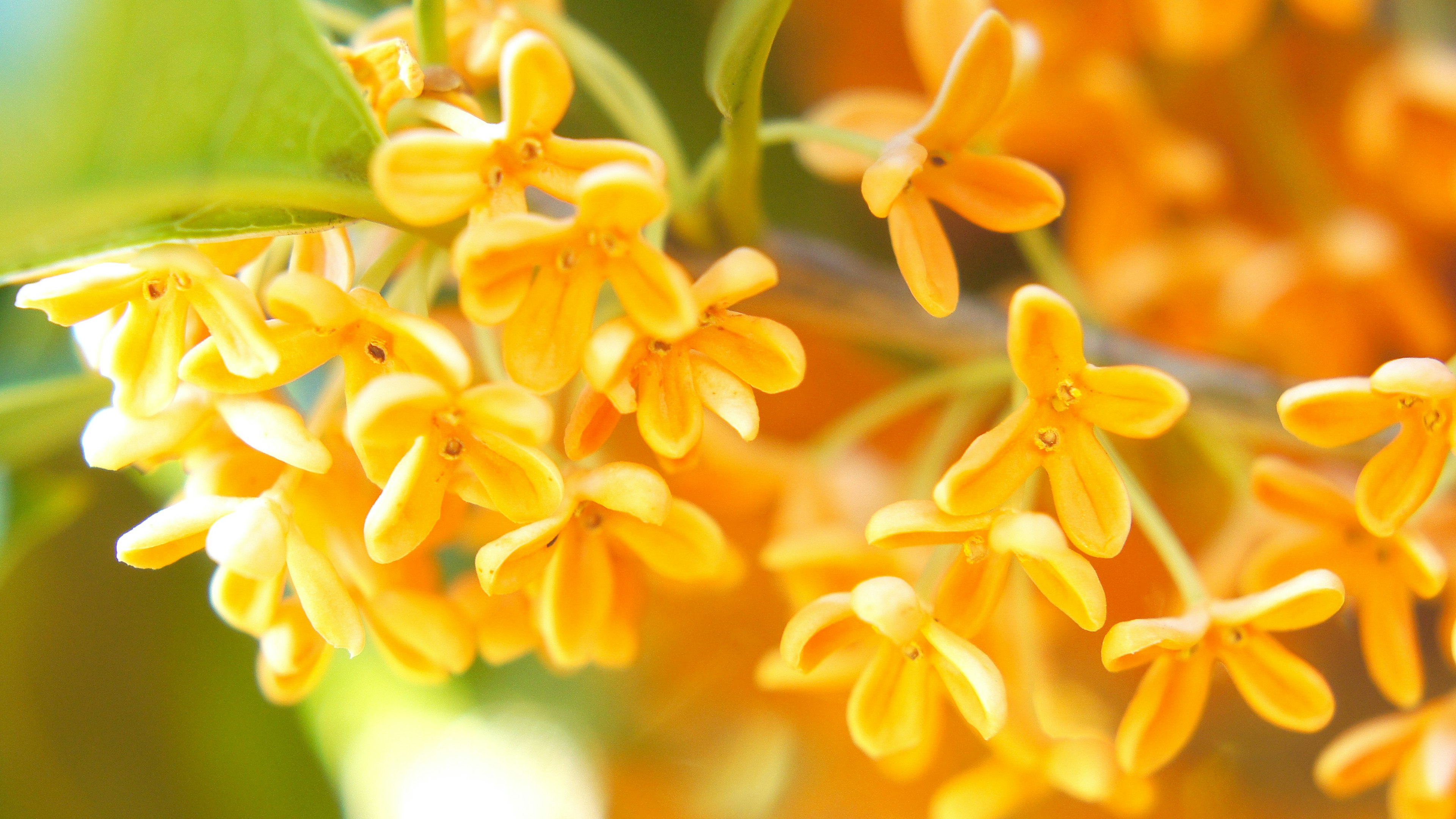 黄色い花が咲いている植物のクローズアップ