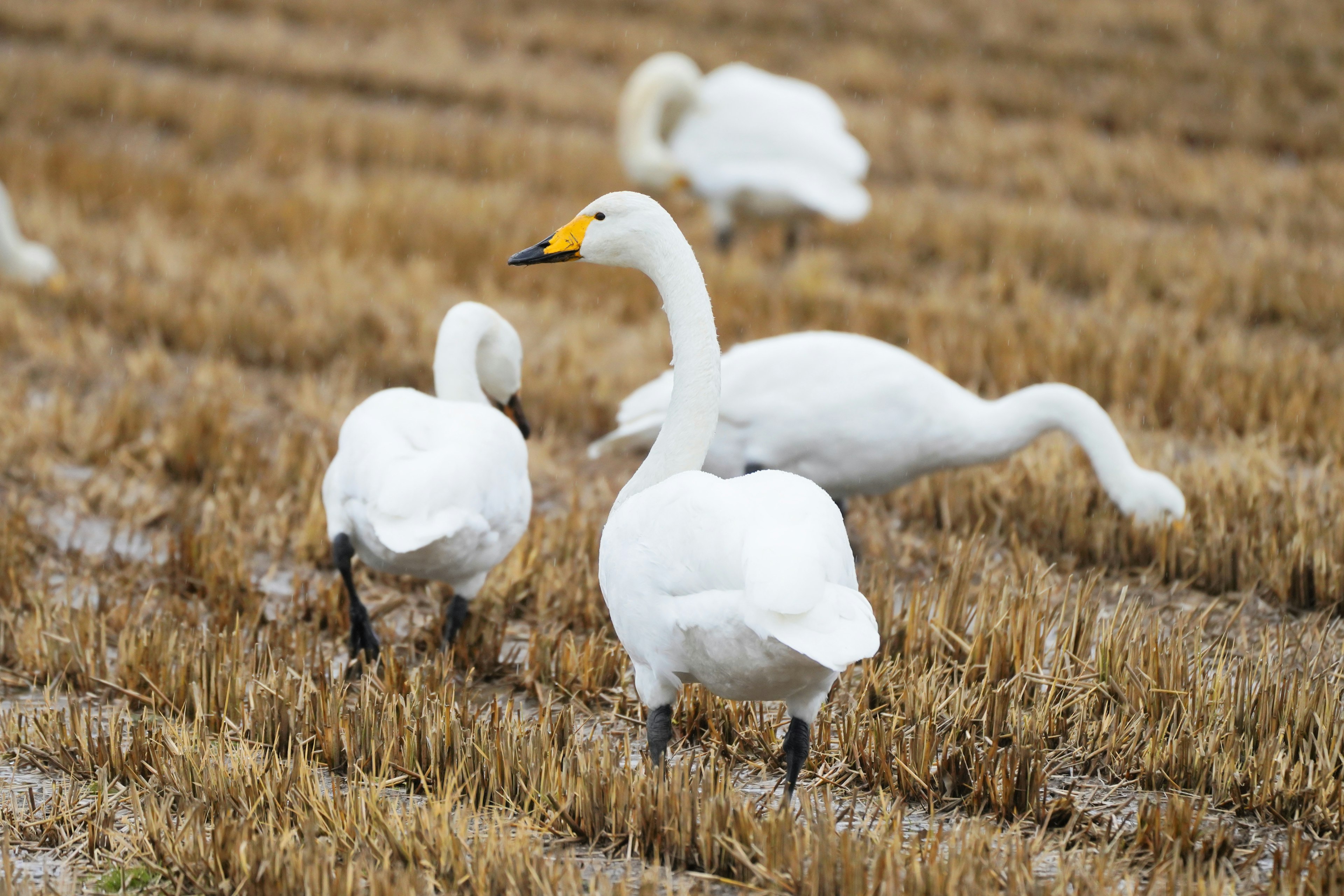 White swans walking in a rice field