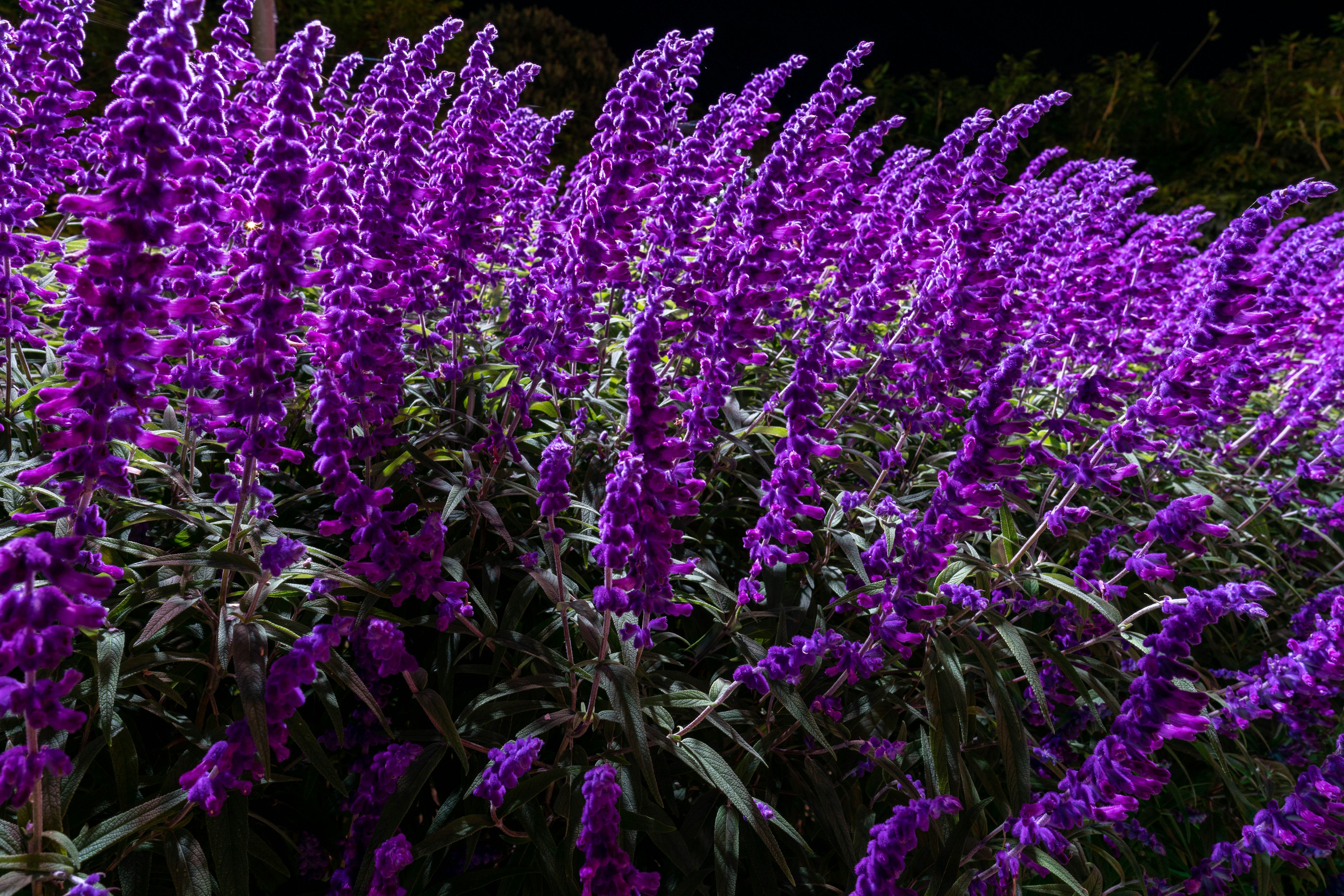 Flores moradas vibrantes en un denso grupo