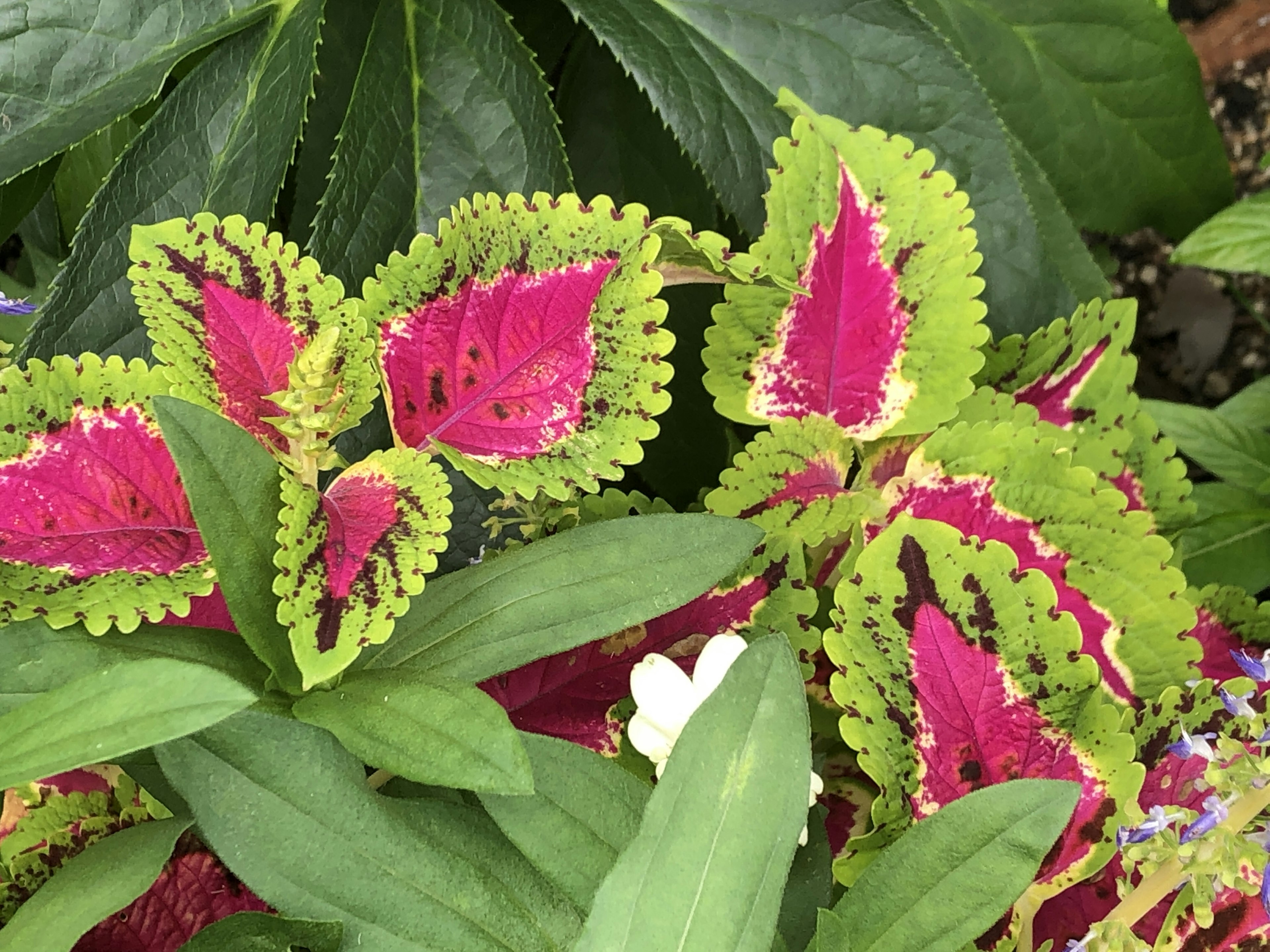 Primer plano de una planta con hojas decorativas verdes y rosas