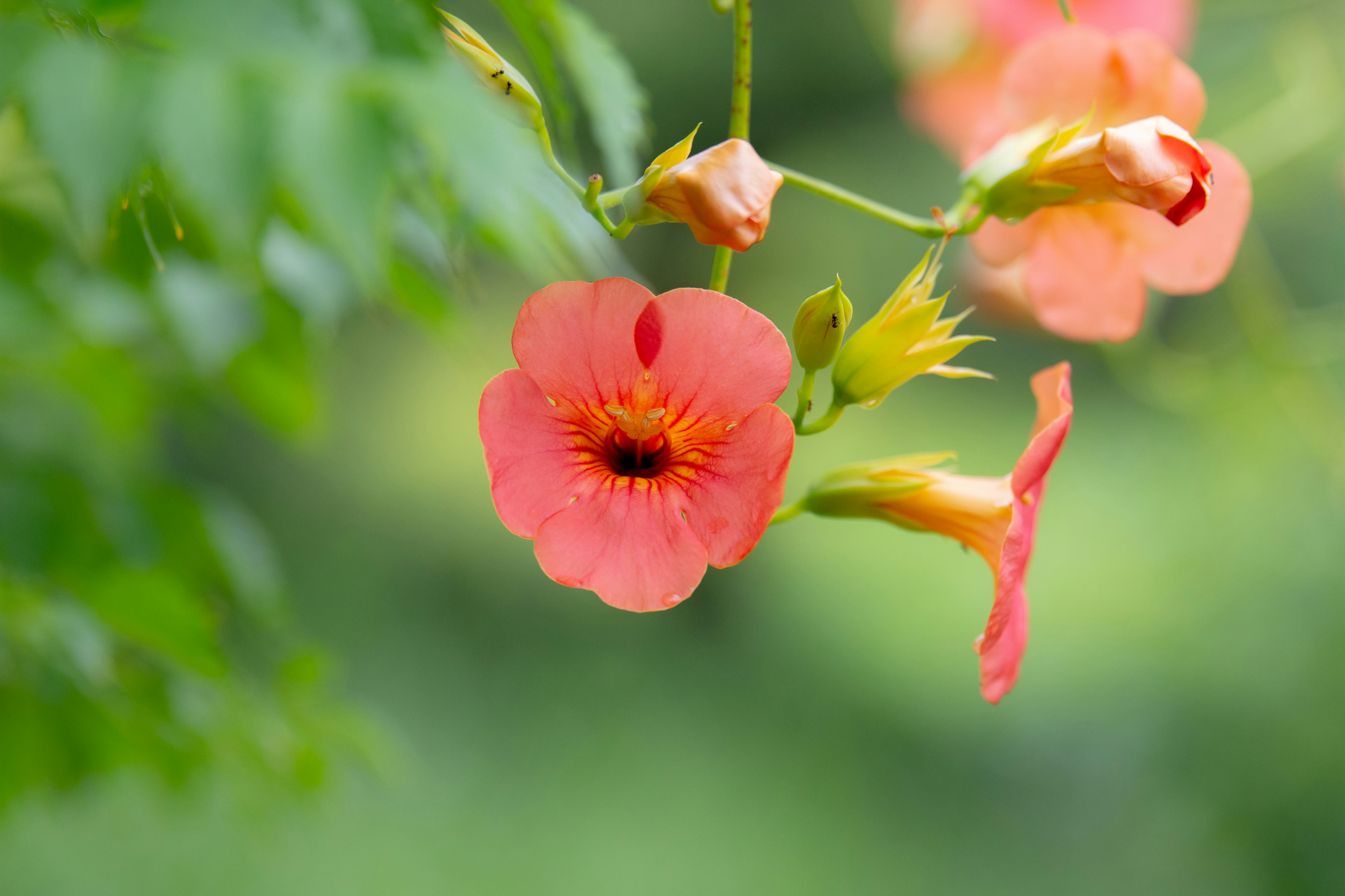 鮮やかなオレンジ色の花が緑の背景に映える