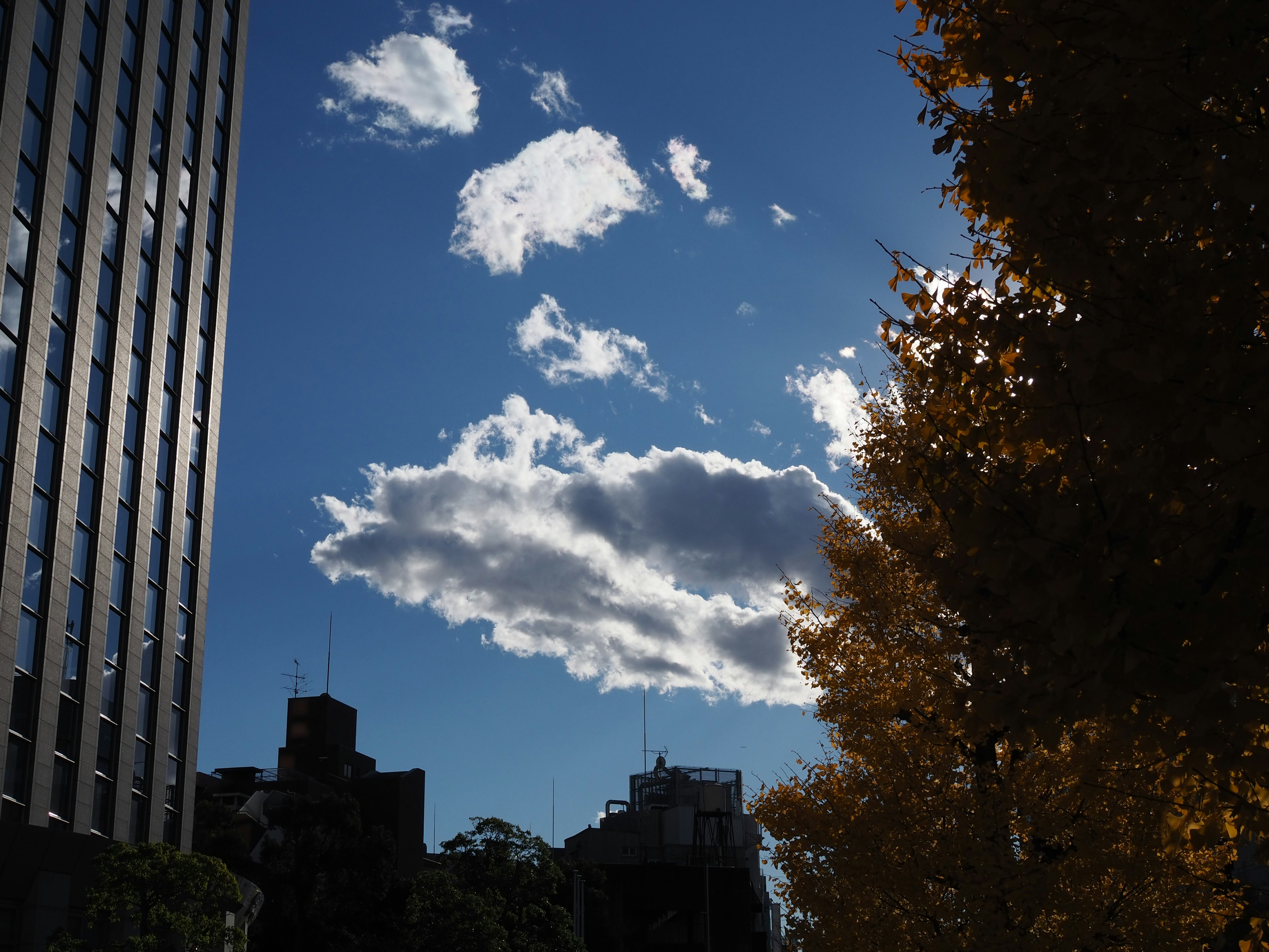 青空に浮かぶ雲と秋の木々のシルエット