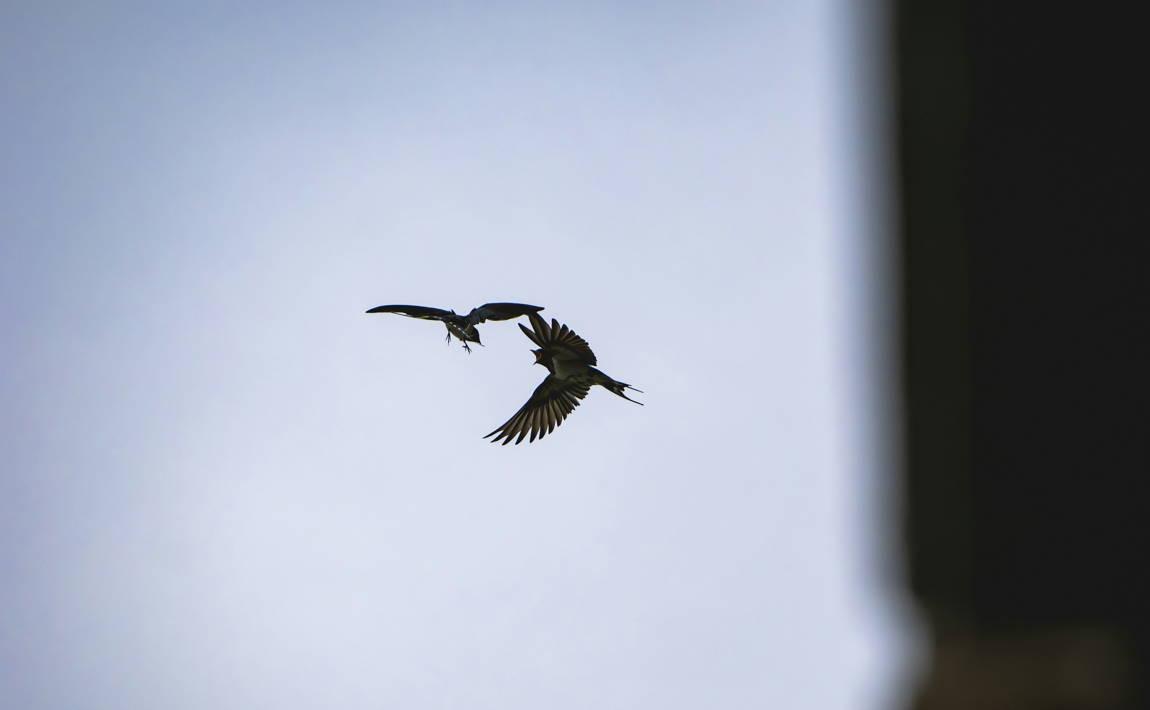 空を飛ぶ二羽の鳥が交差しているシーン