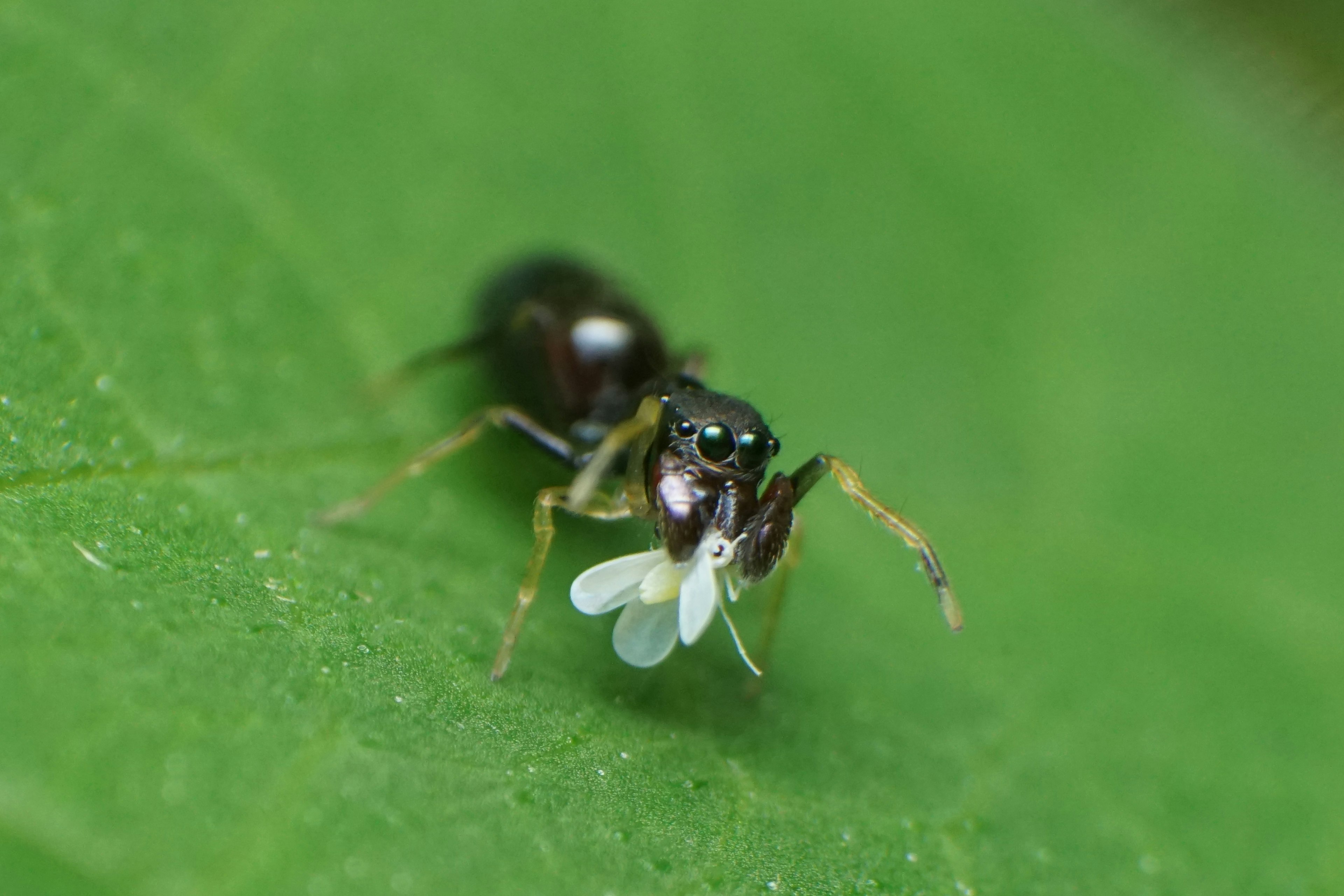 緑の葉の上にいる小さな昆虫のクローズアップ画像