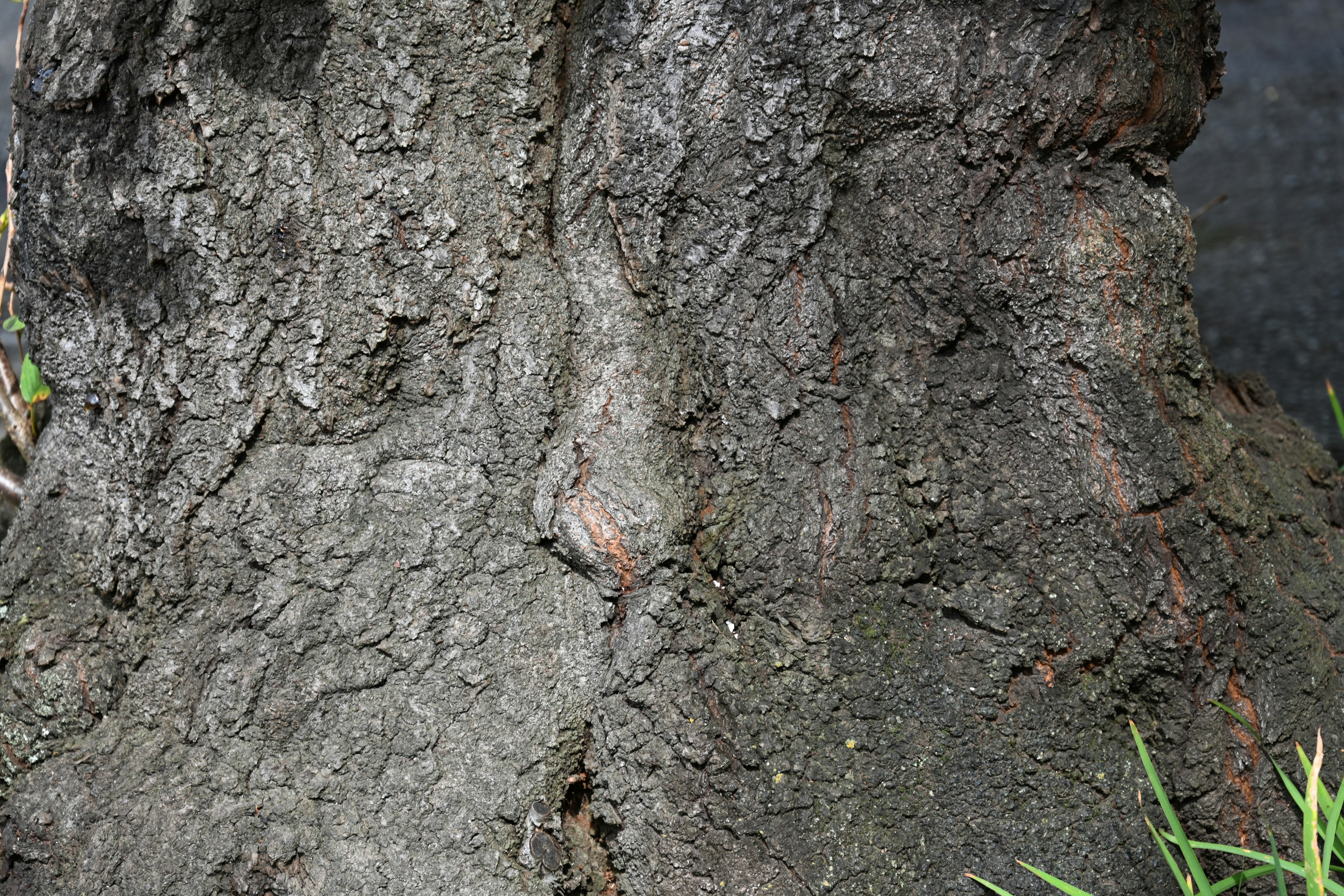 Texture et coloration détaillées d'un tronc d'arbre