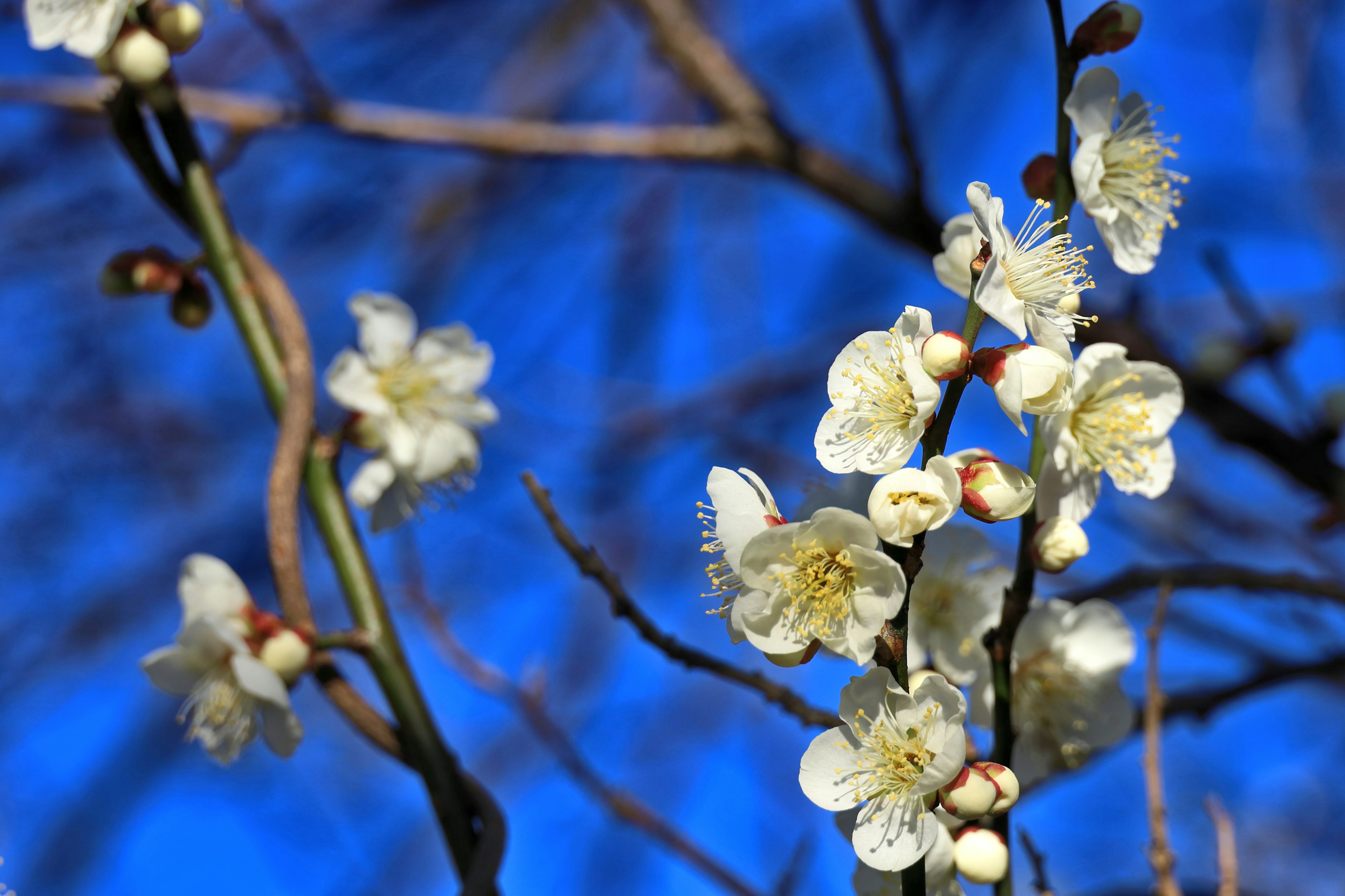 青空の下に咲く白い梅の花と枝