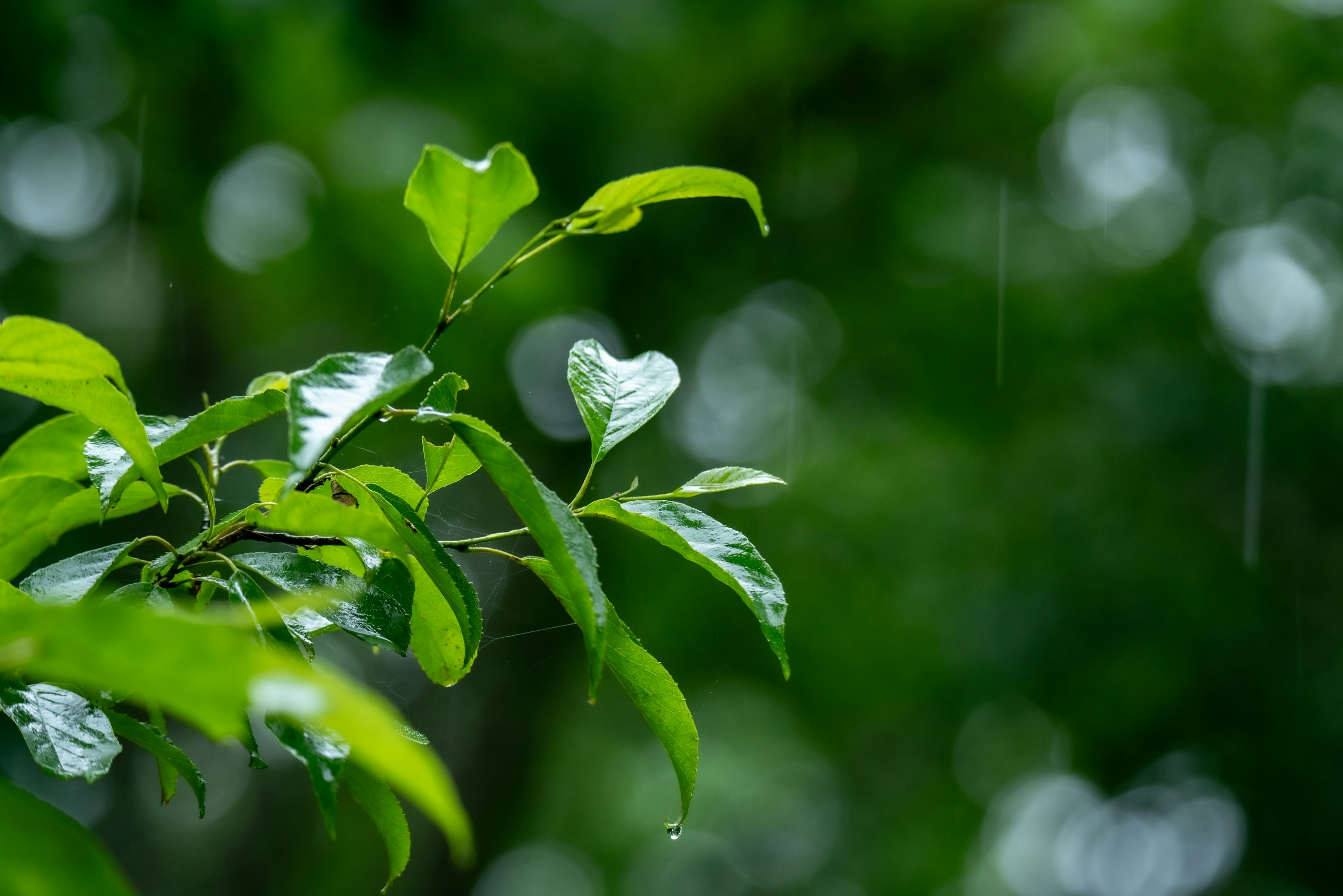 緑の葉が雨に濡れている様子が捉えられた画像