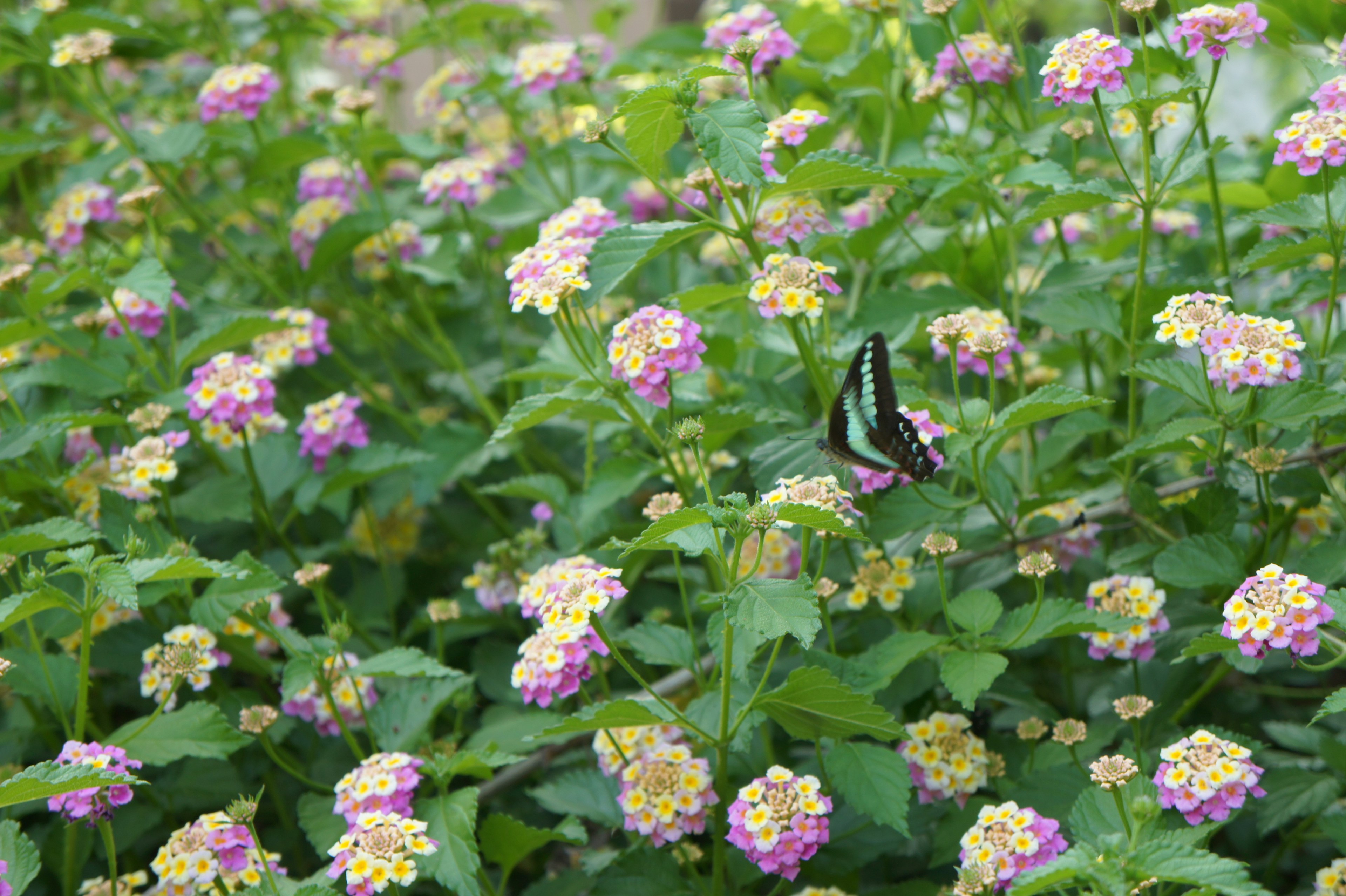 色とりどりの花が咲く庭に止まる蝶