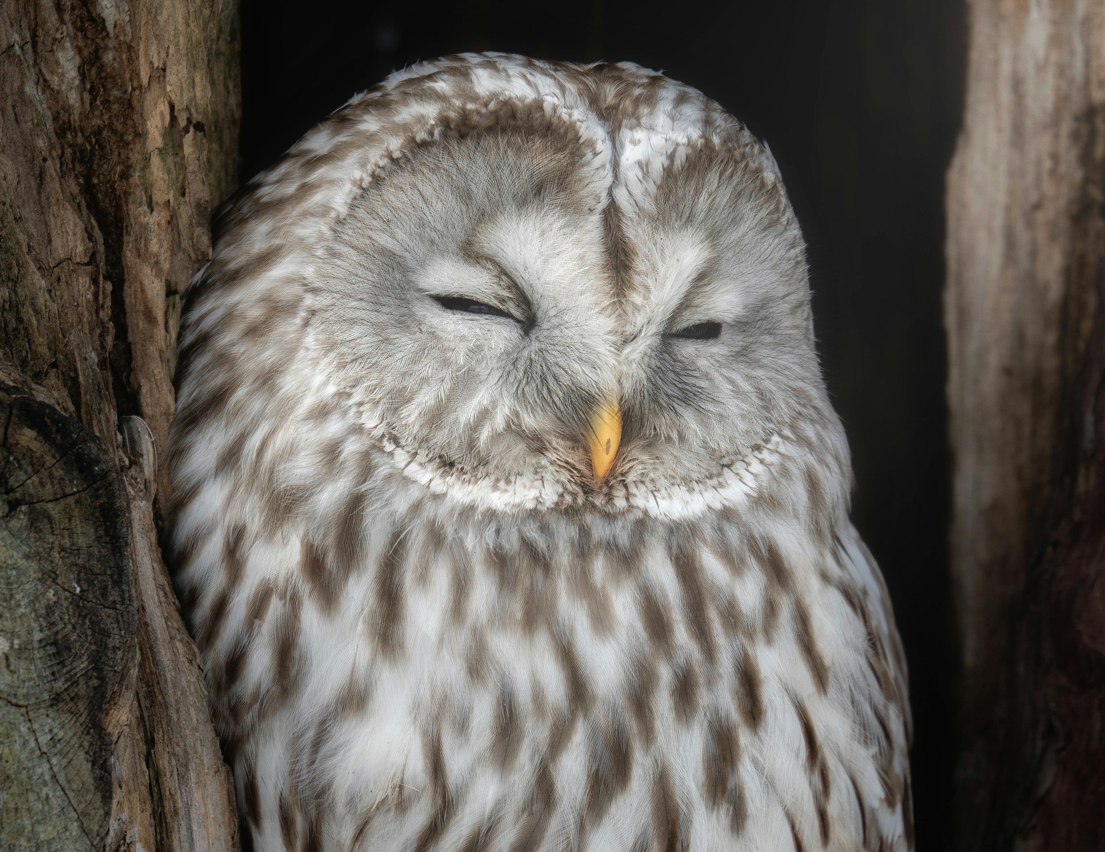 眠っているフクロウのクローズアップ ふわふわの羽とオレンジ色のくちばし