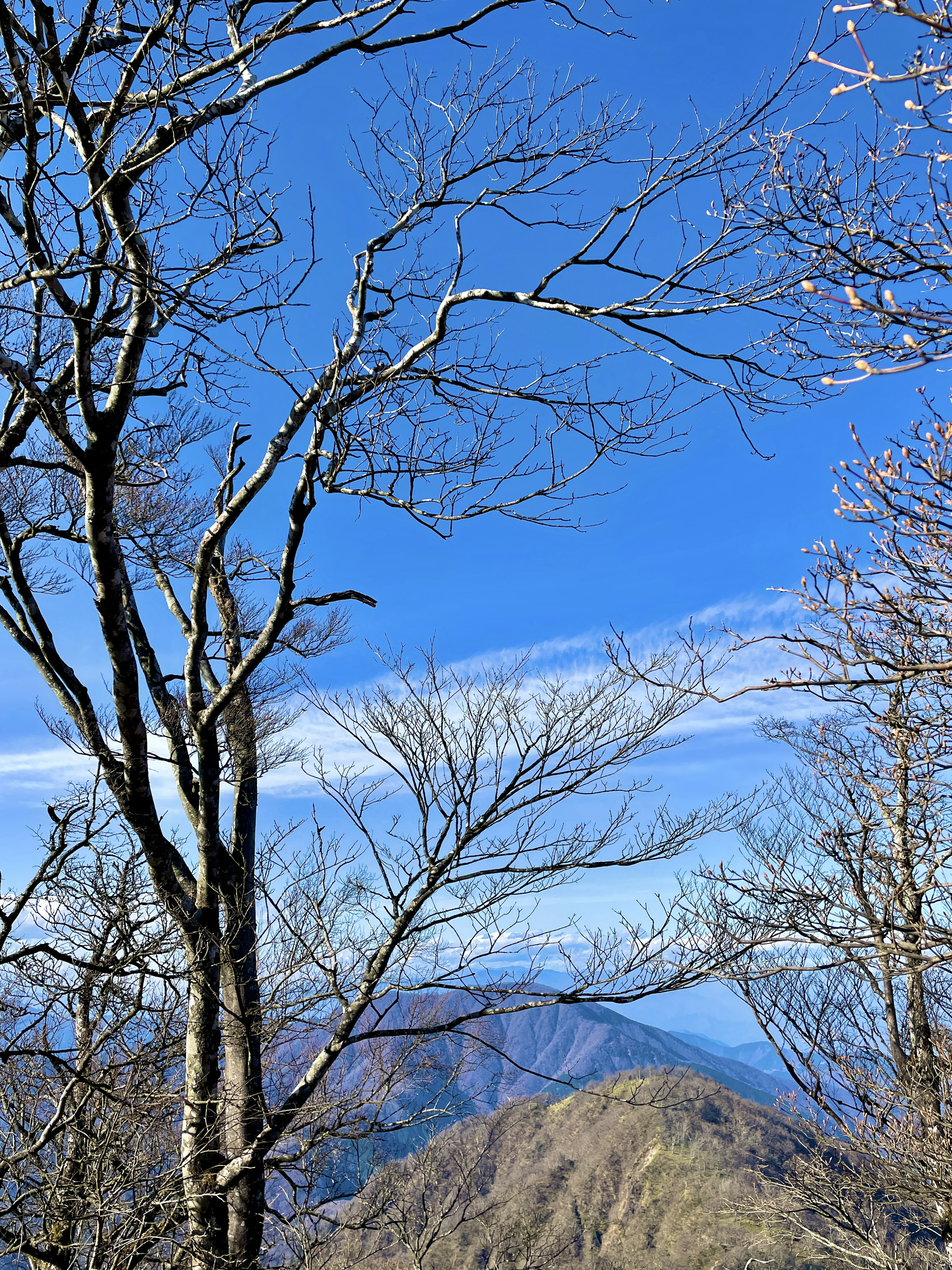 Paisaje montañoso con árboles y un cielo azul